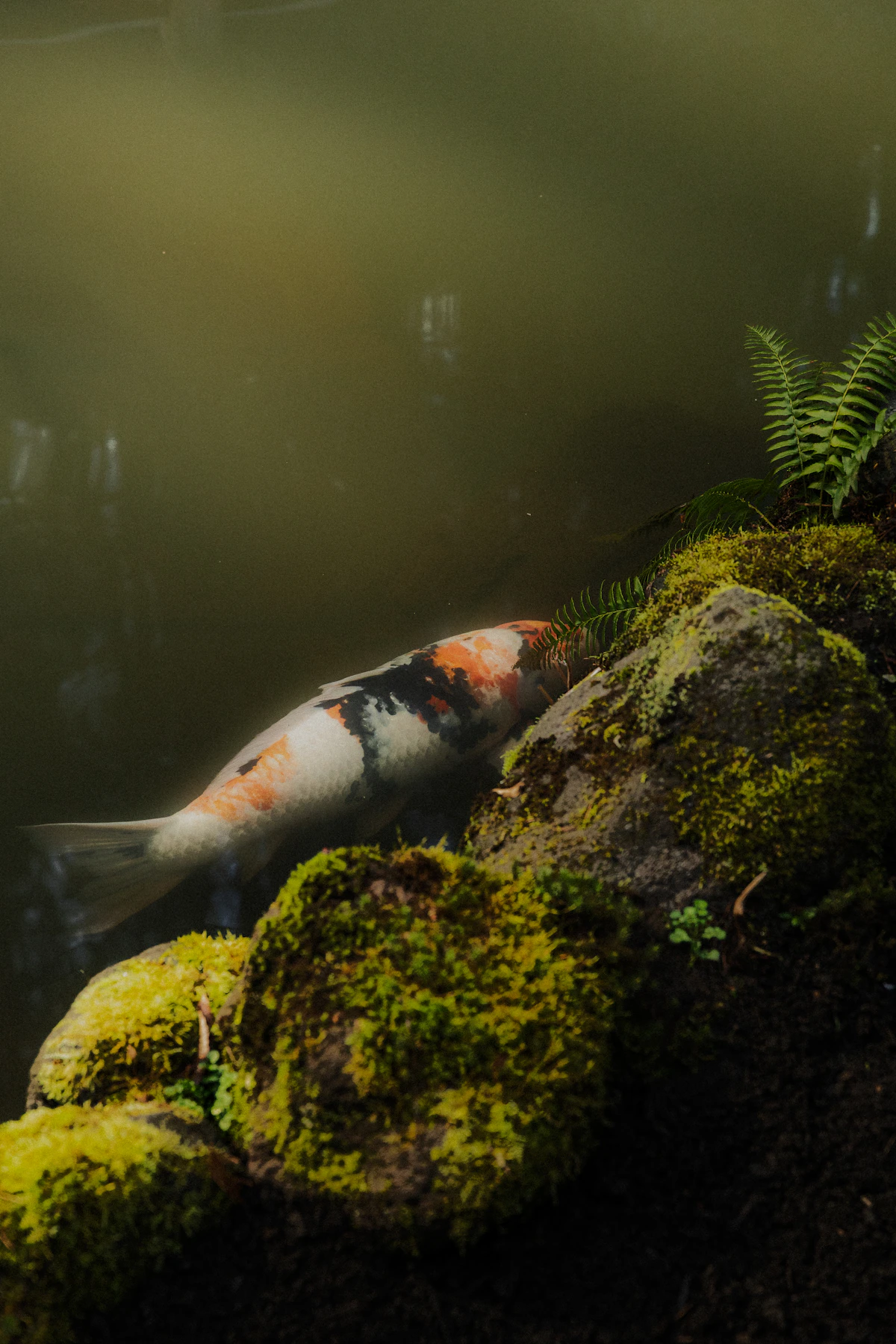 Blackwater ในไทย: ทำให้น้ำชาแบบสวยและปลอดภัย โดยไม่ทำให้ระบบพัง