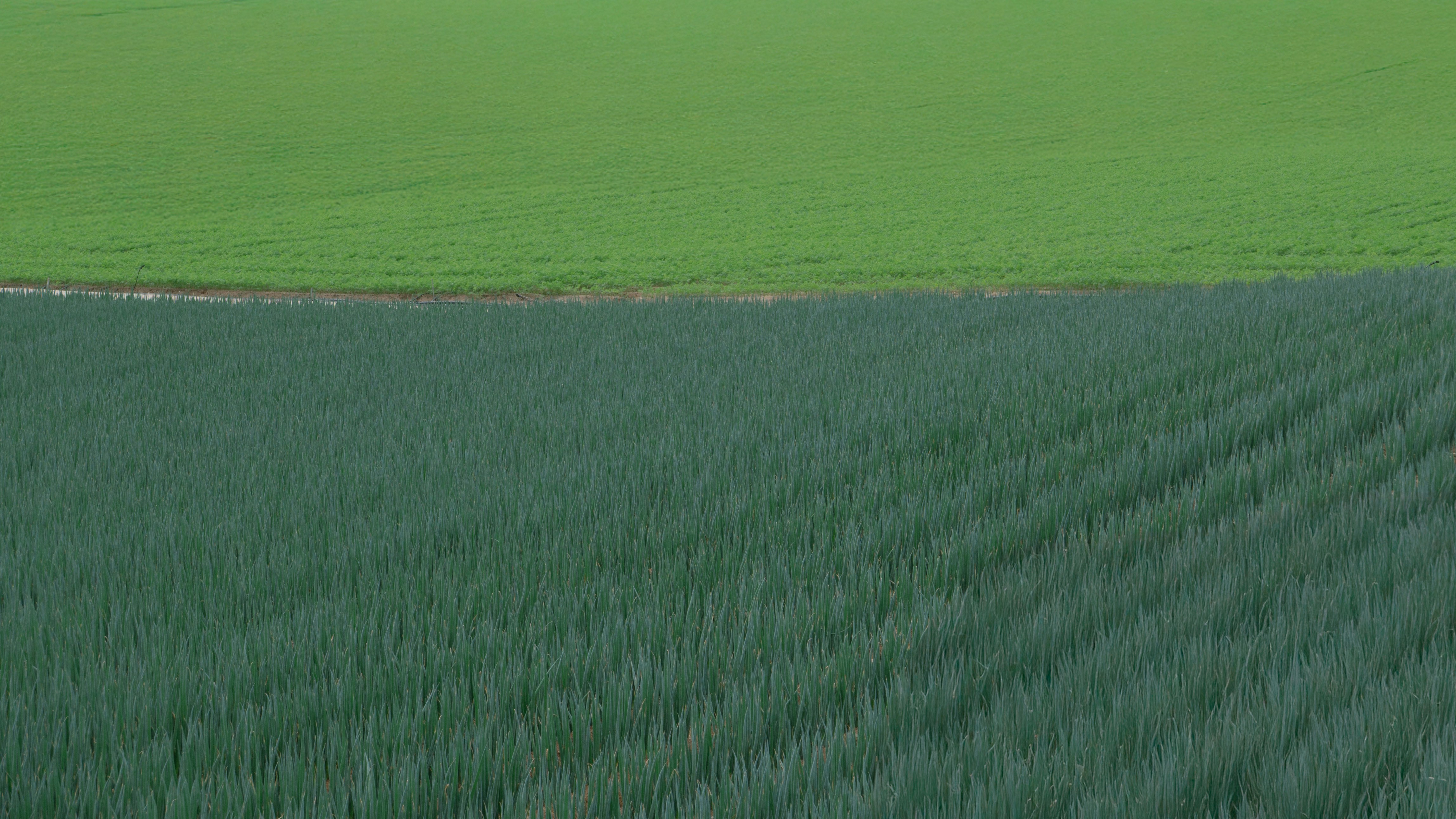 Green field