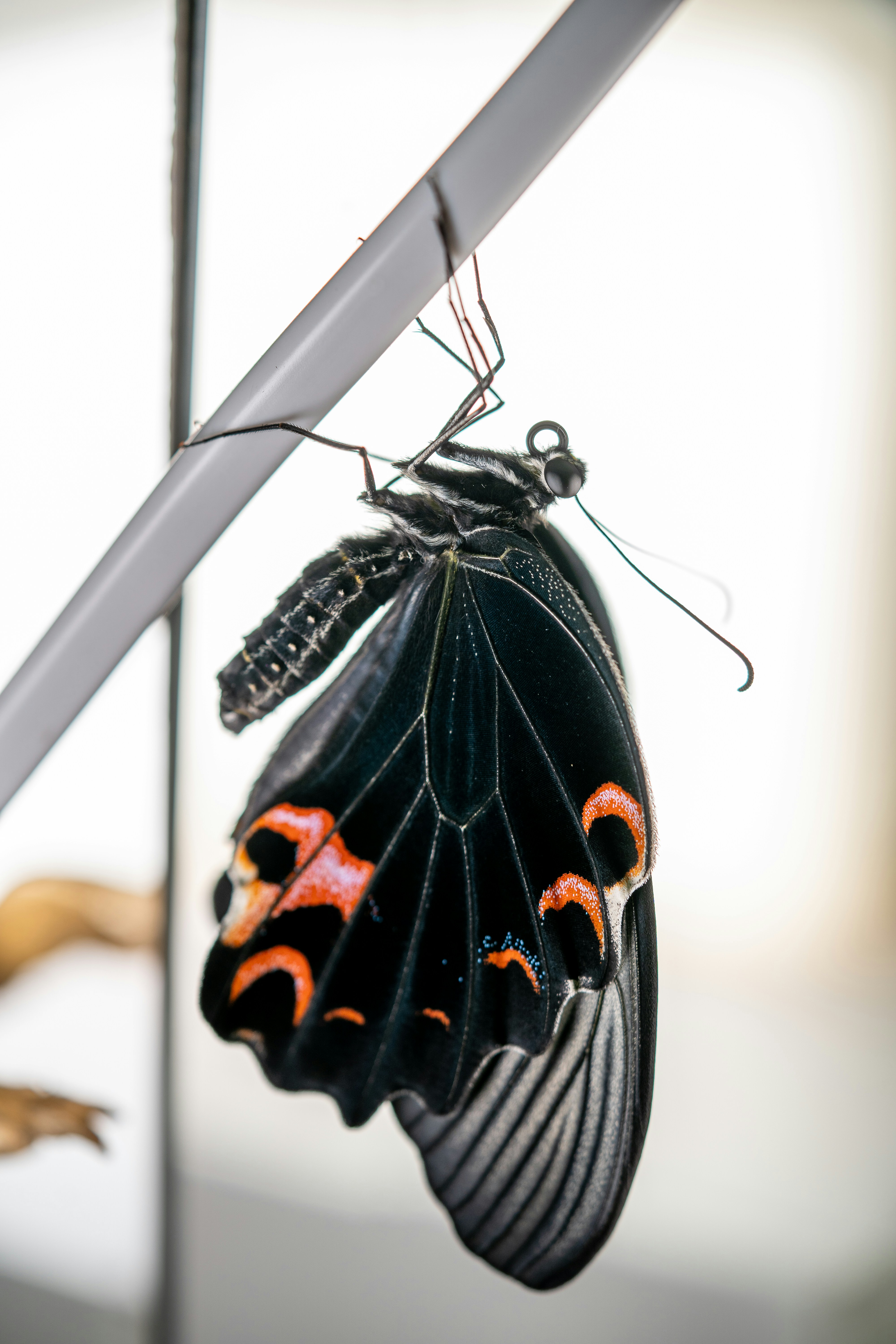 How long do butterfly locs last