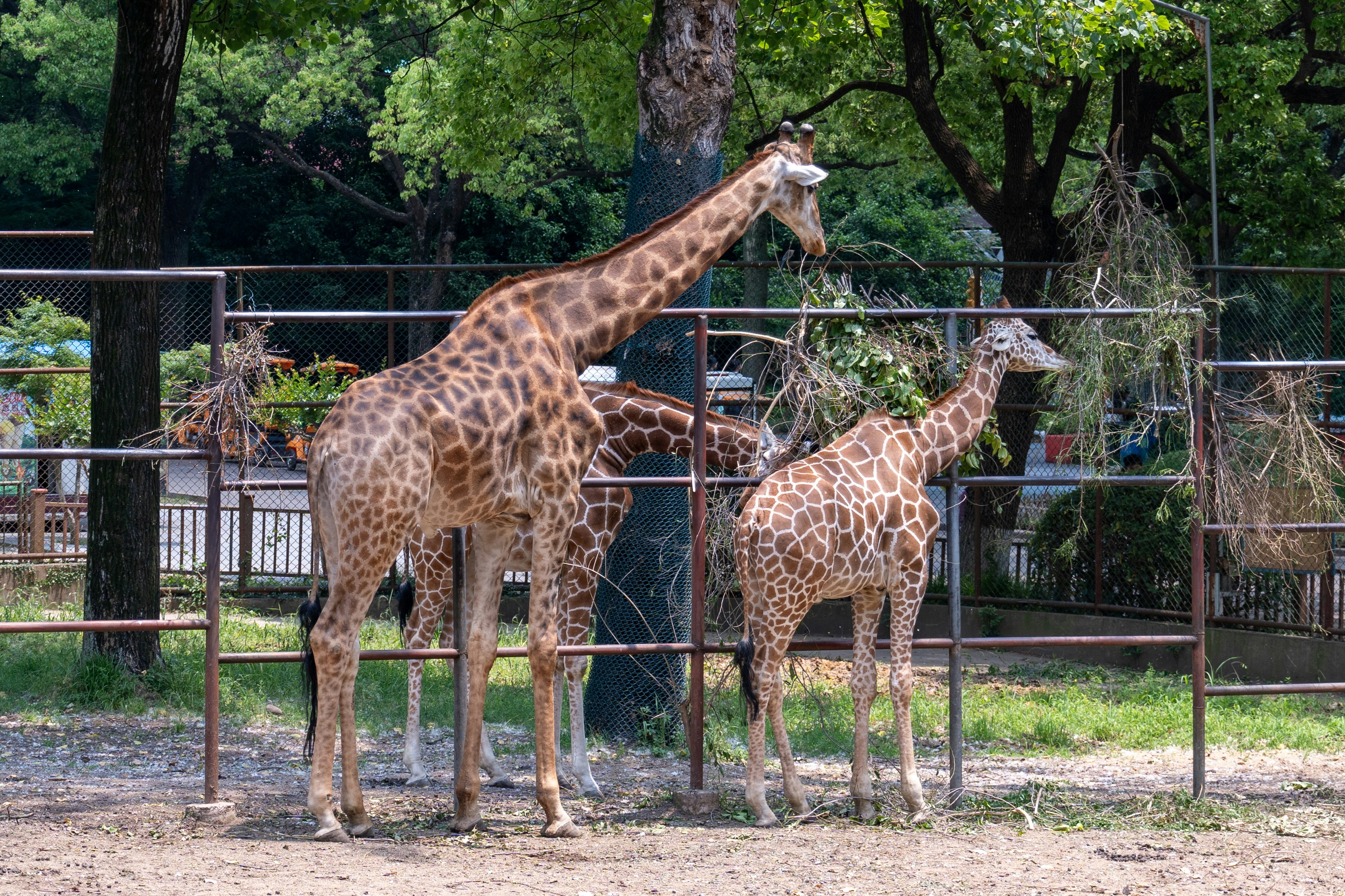 Giraffes feeding on hay in a sunlit zoo enclosure