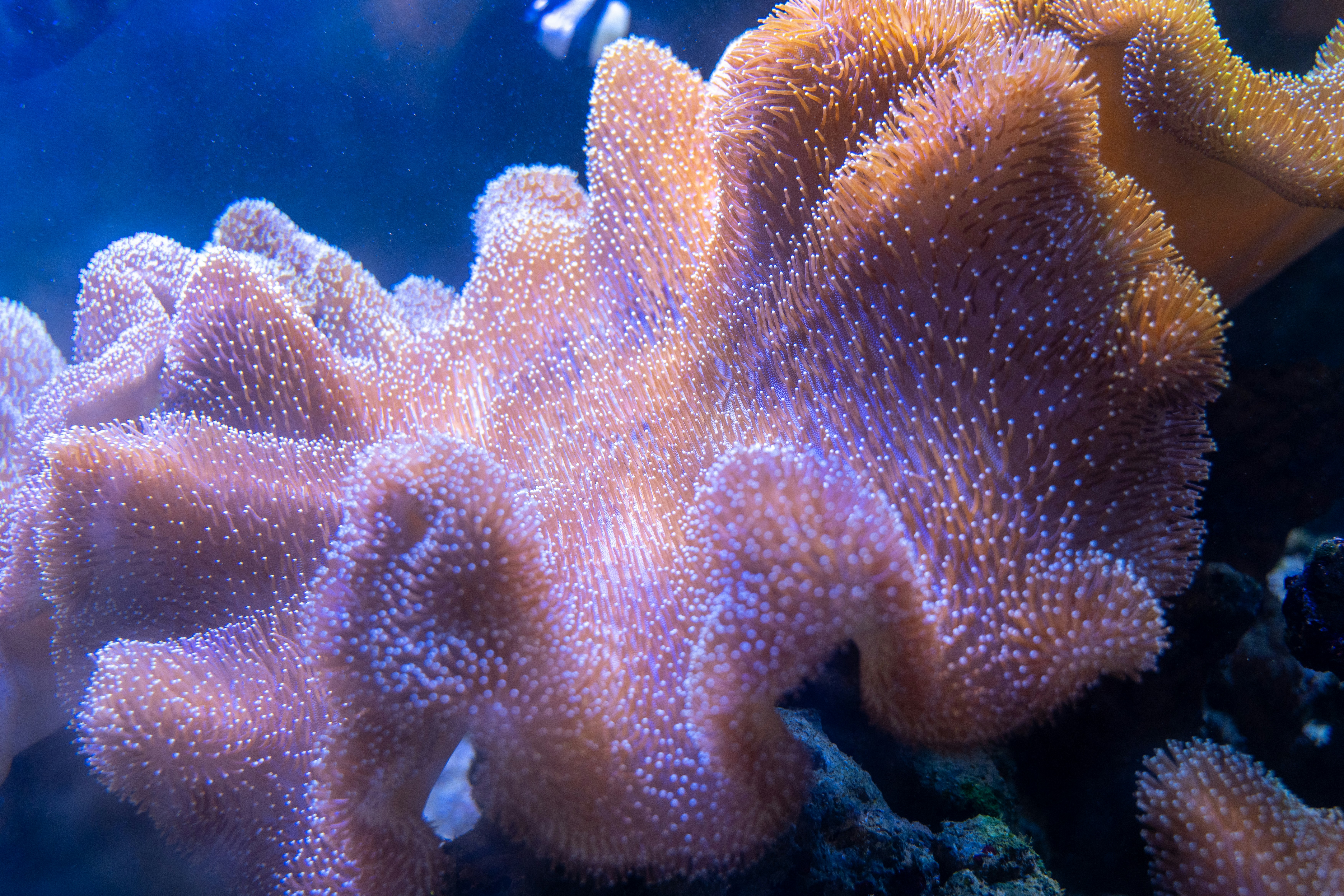 Coral reefs bloom in the ocean.