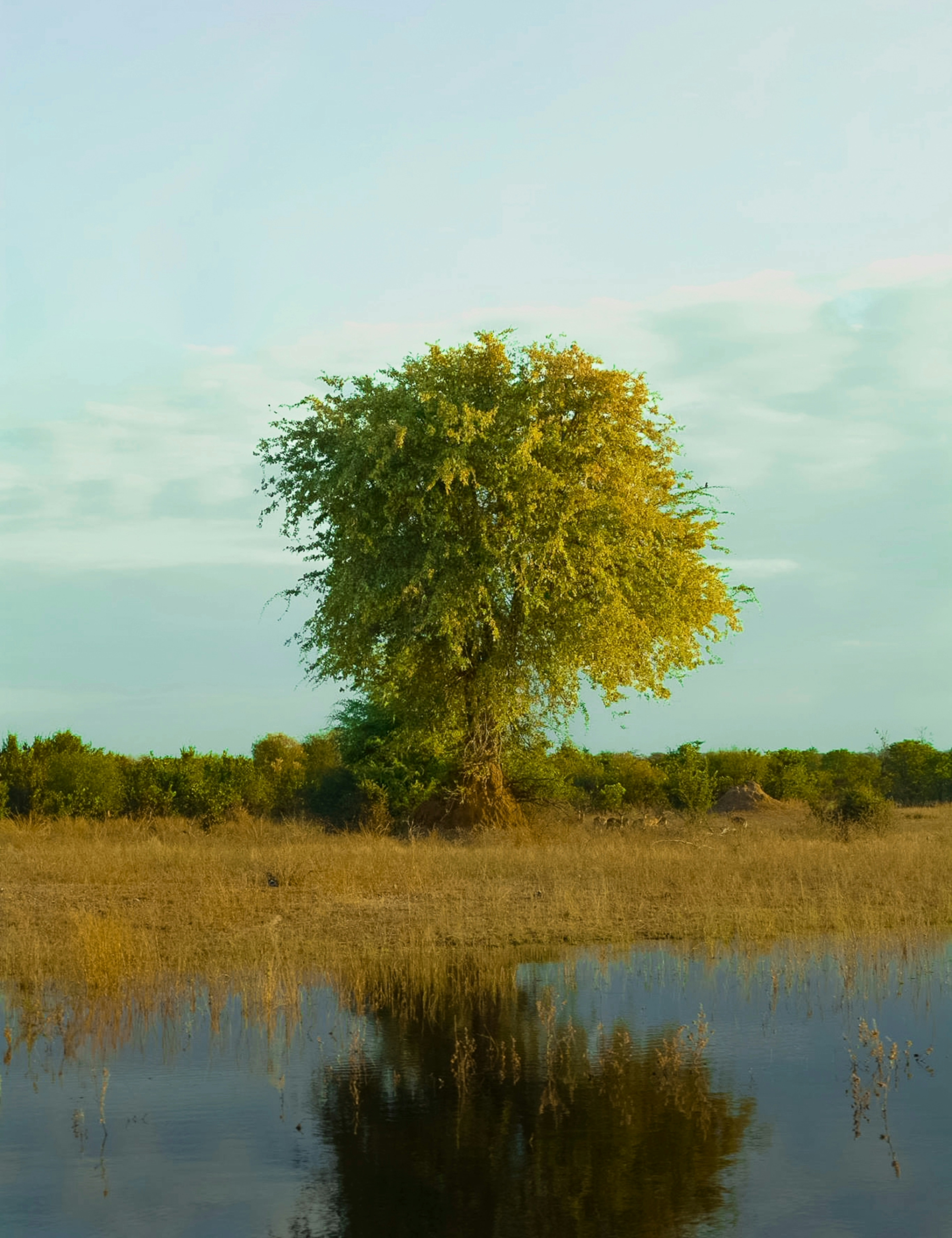 Uma árvore solitária fica ao lado da água refletida.