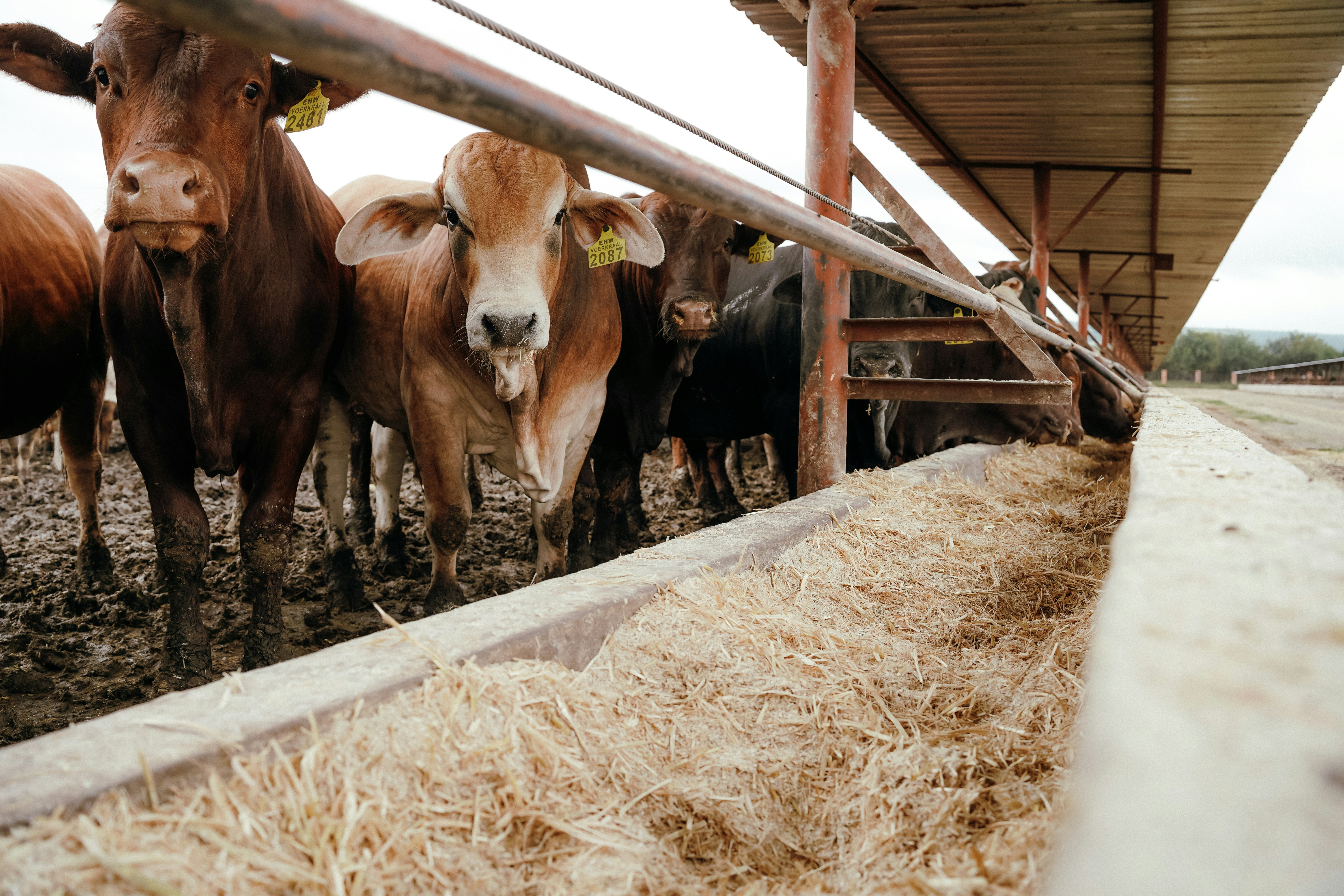Cattle eat from a long trough in a barn.