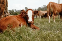 LESŁAW MORITZ ECOTERRA