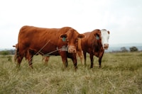 LESŁAW MORITZ ECOTERRA