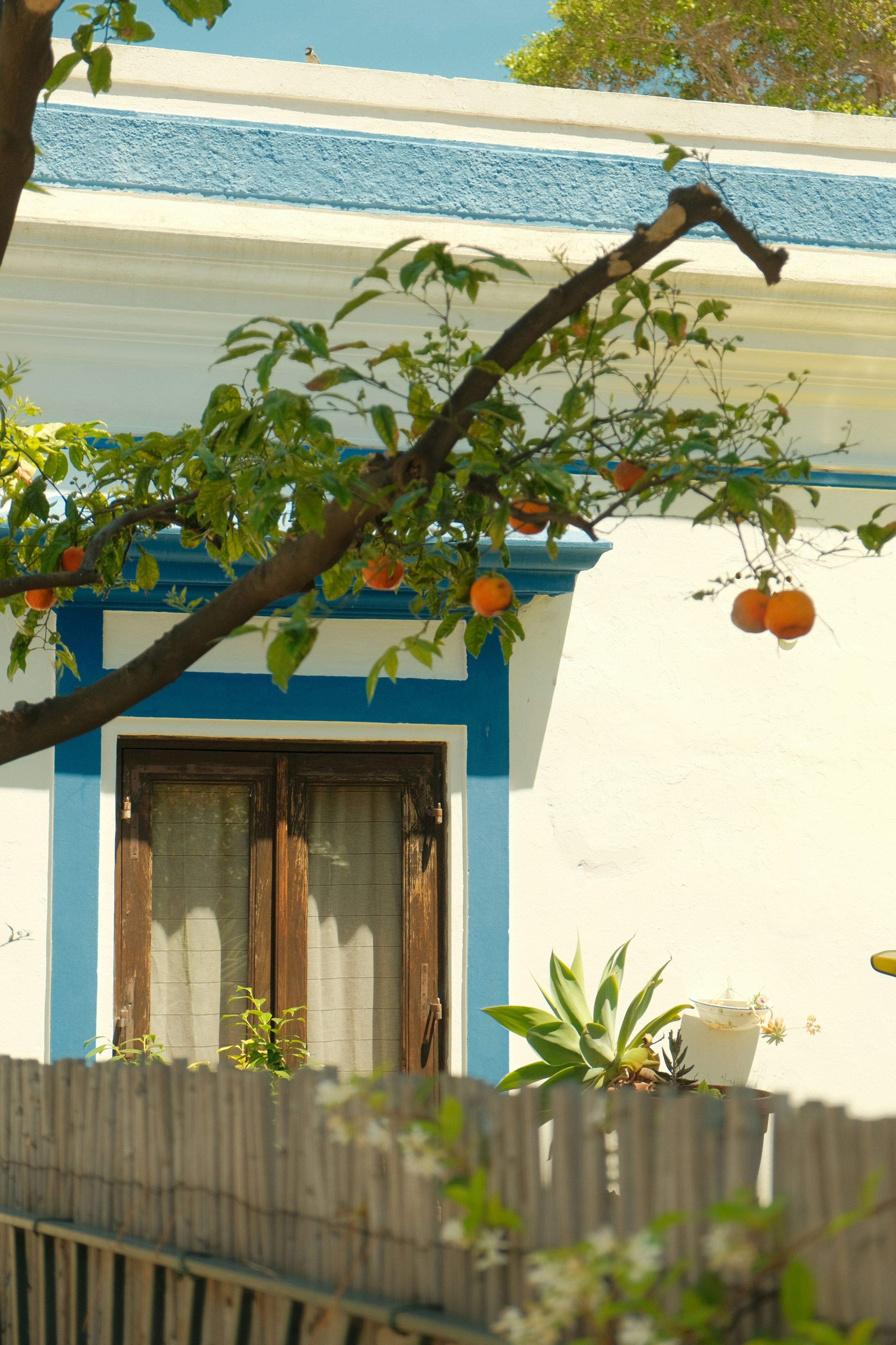 Des oranges sont suspendues à un arbre près d’un bâtiment blanchi à la chaux.