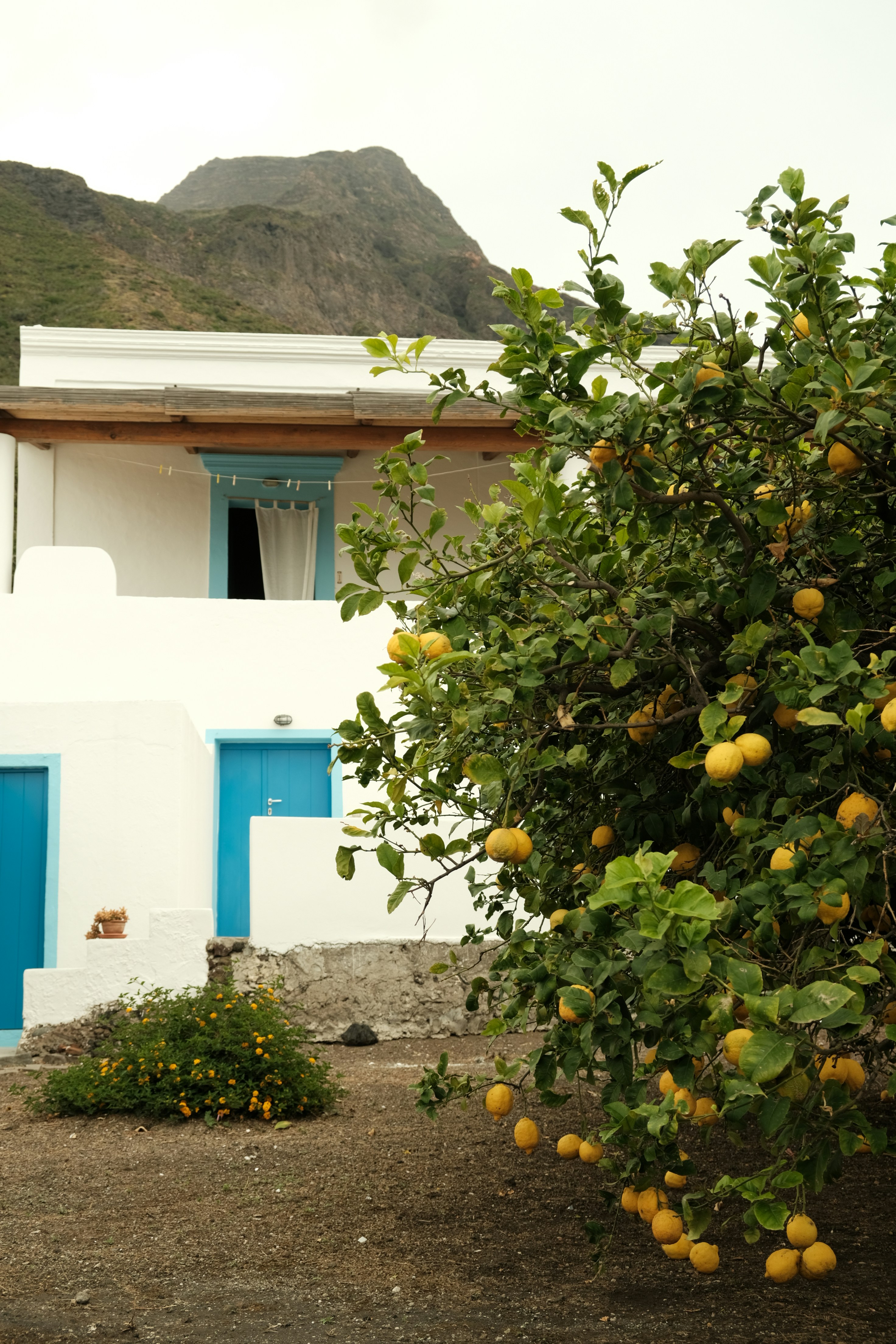 Un citronnier se dresse près d’une maison blanche.