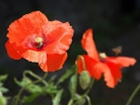 Bright red poppies bloom in the sunlight.
