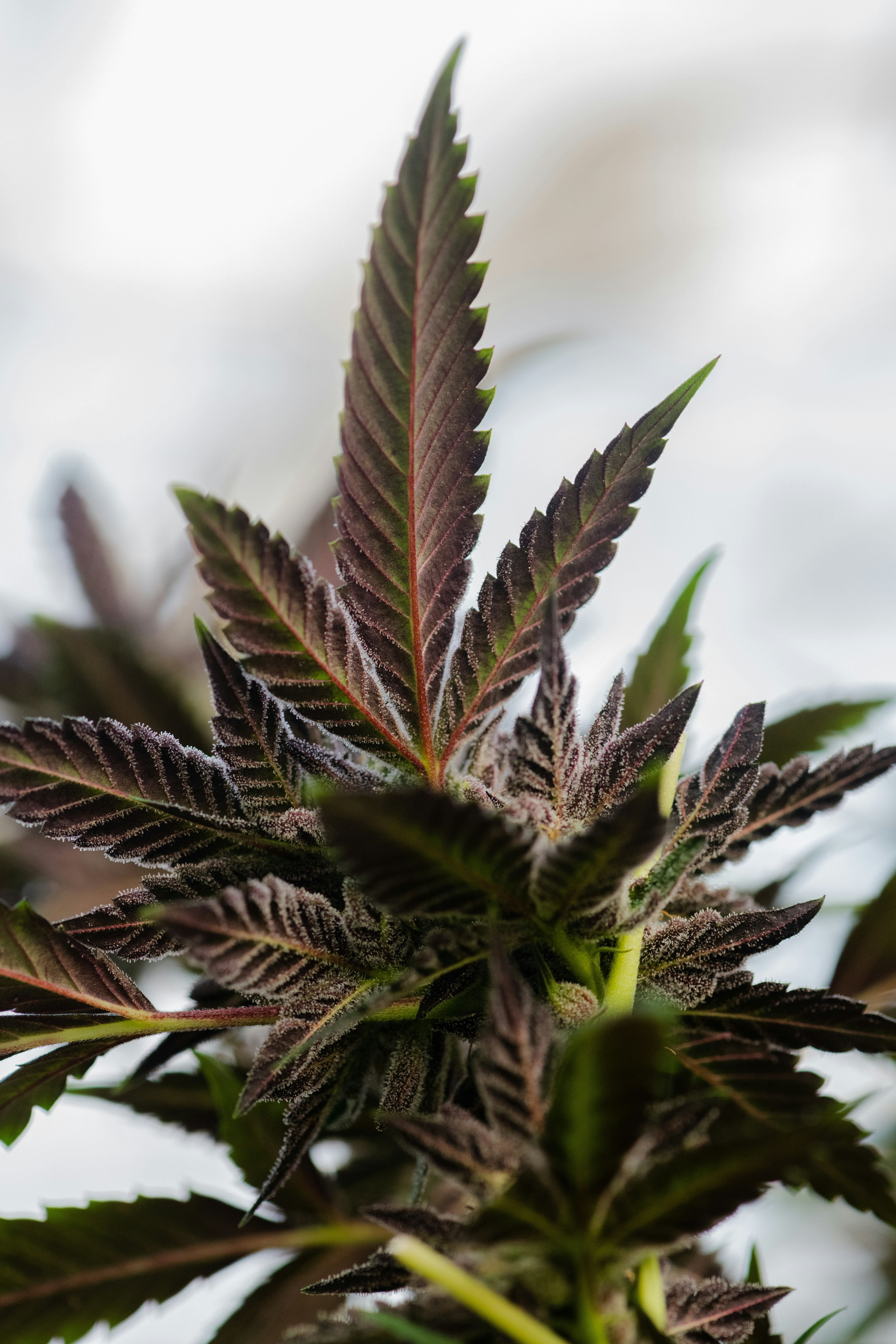 Photo by cannacre8ive