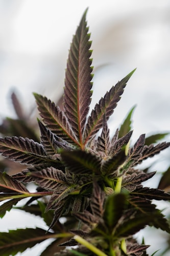 タイ保健省、大麻規制の全国取締りを強化