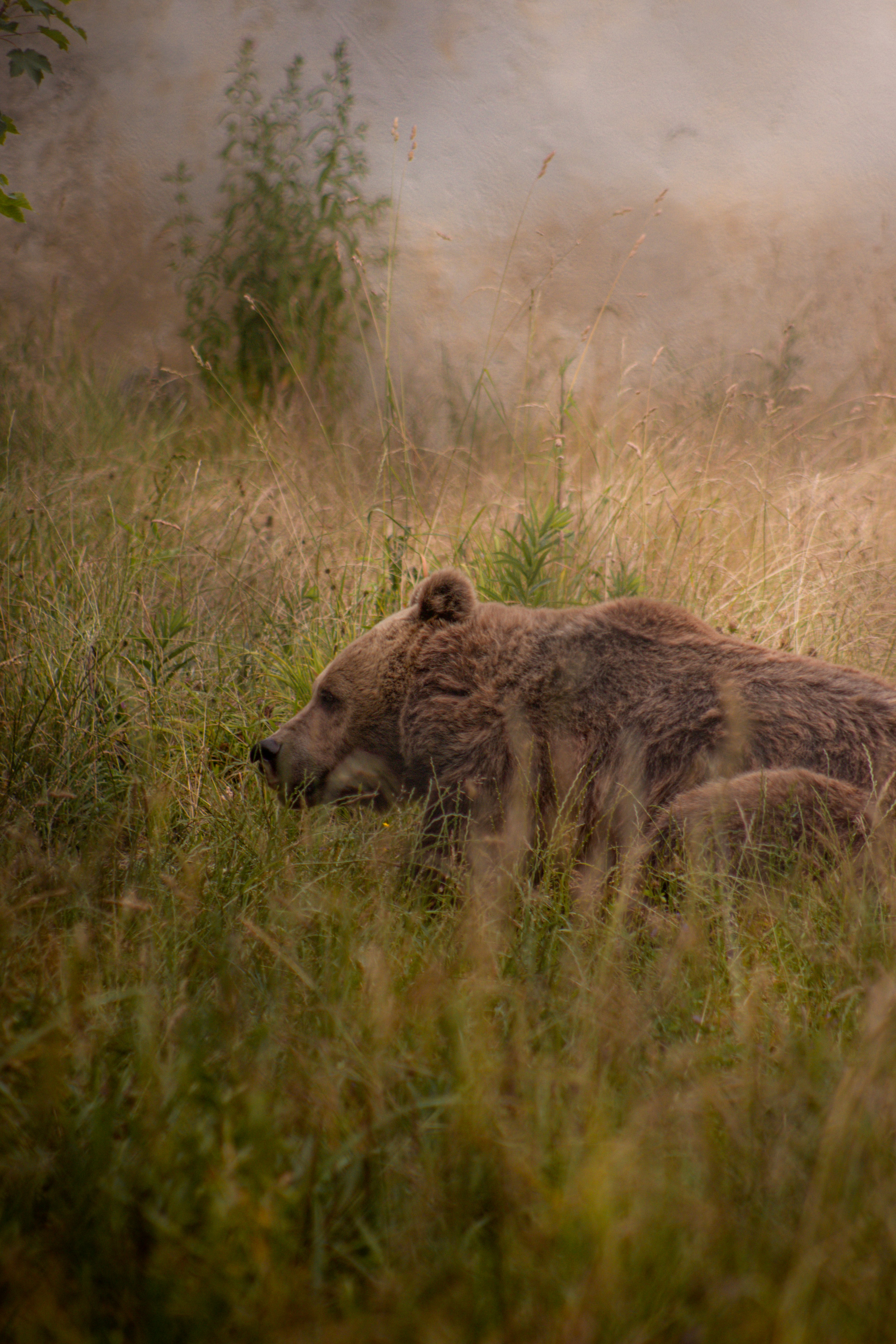 A grizzly bear rests in tall, golden grass.