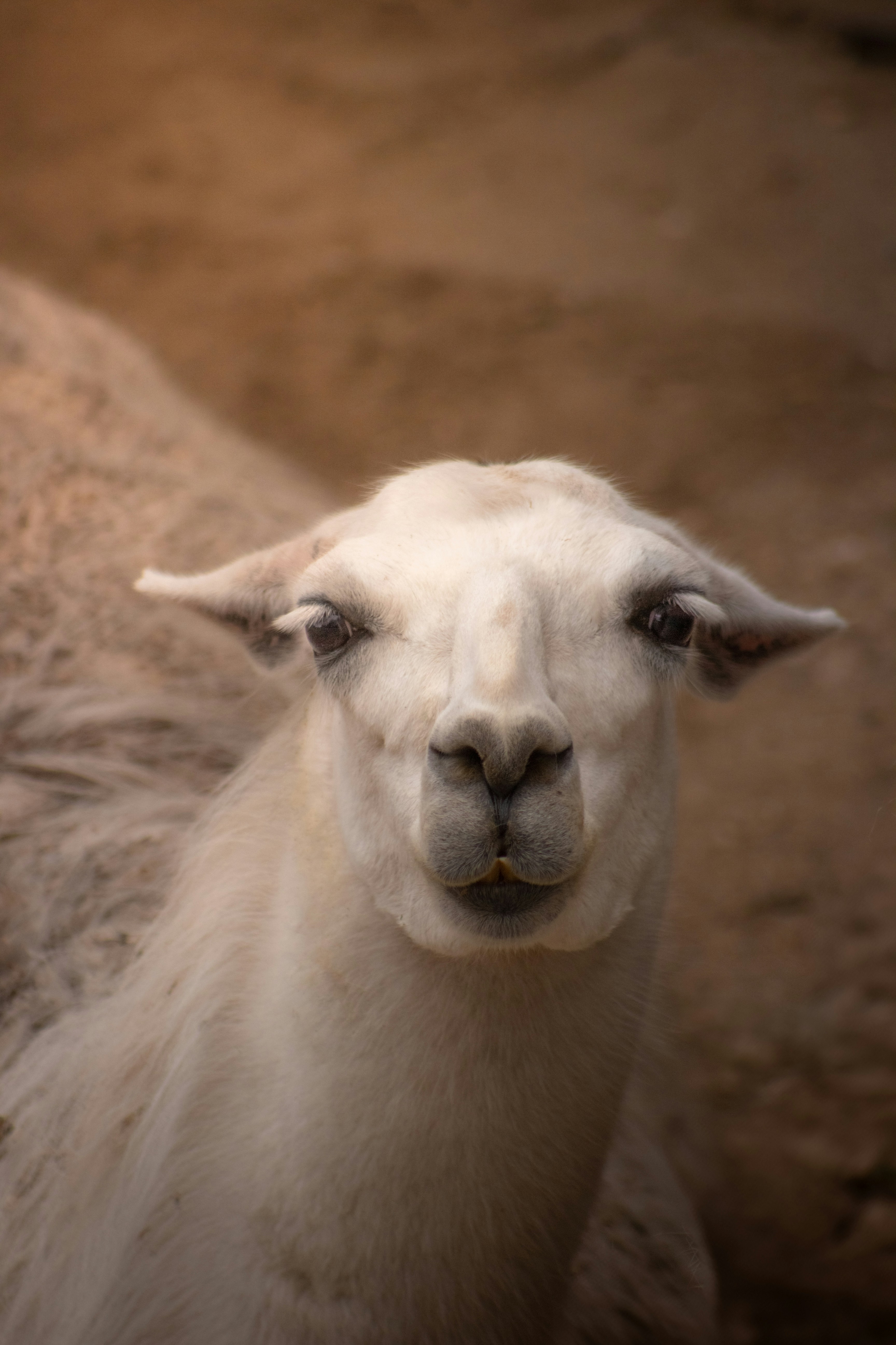 Photo by shotbyellamateea