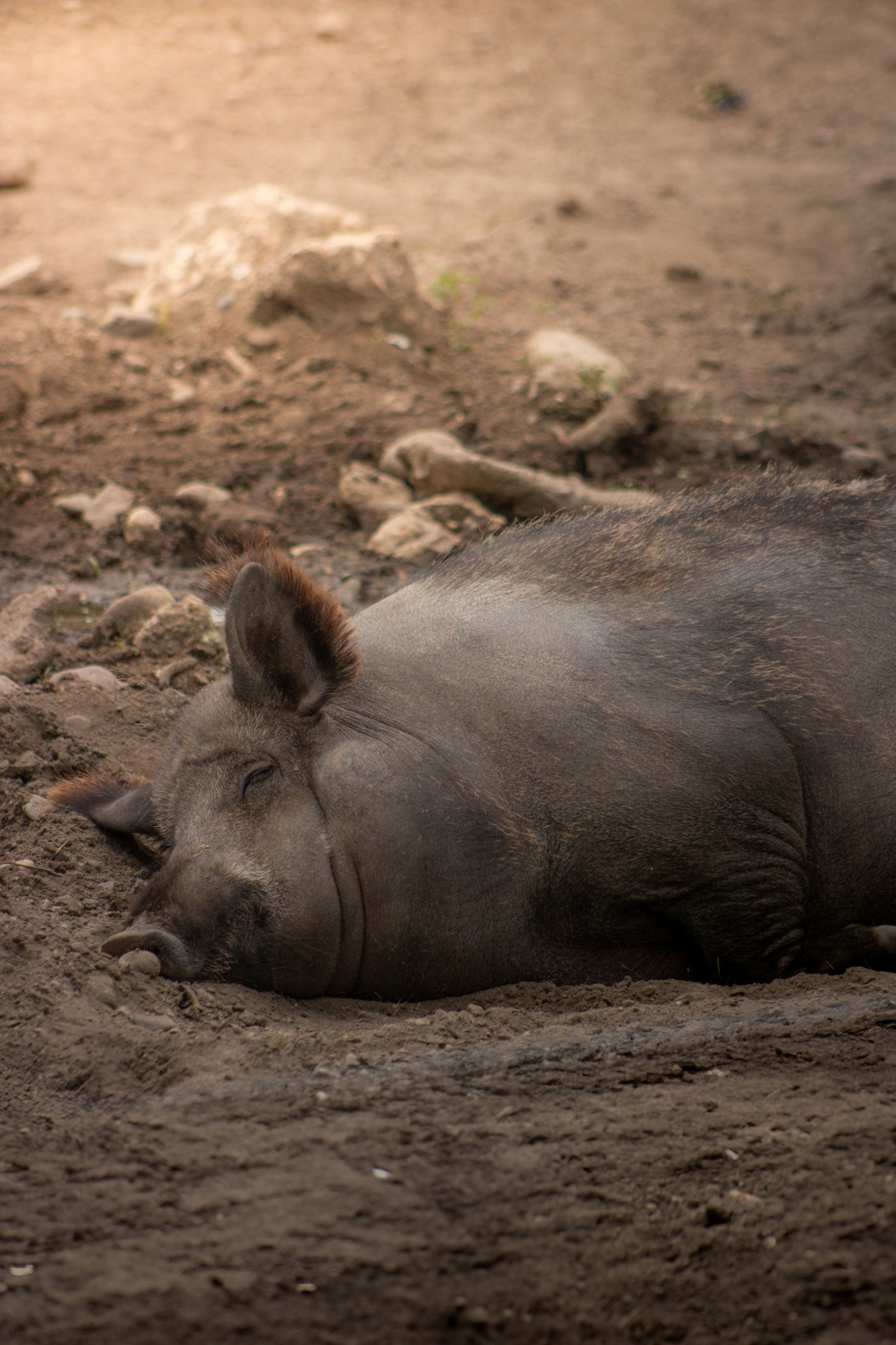 A wild pig is resting peacefully in the dirt.