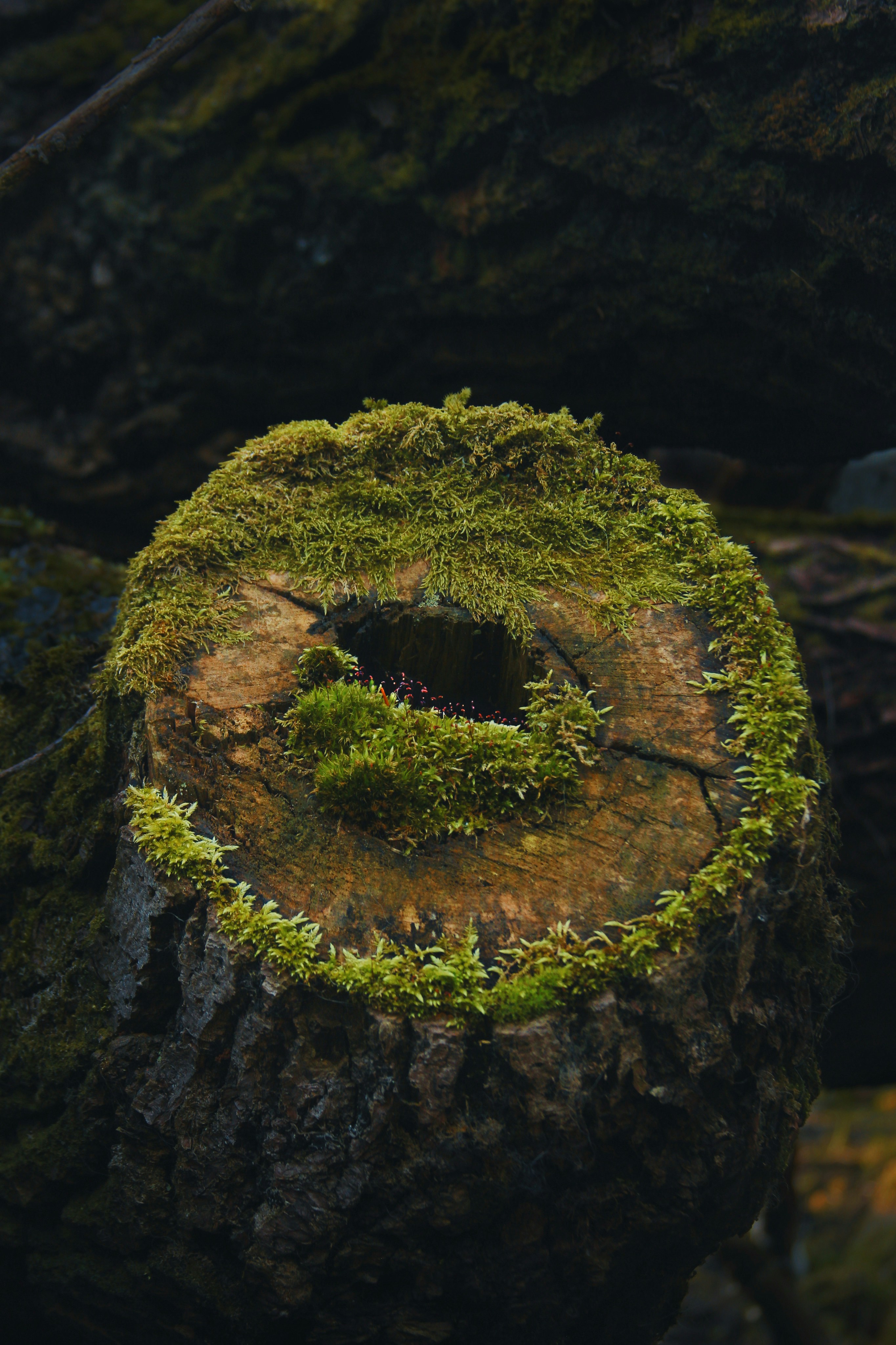 A moss-covered tree stump with a hollow center.