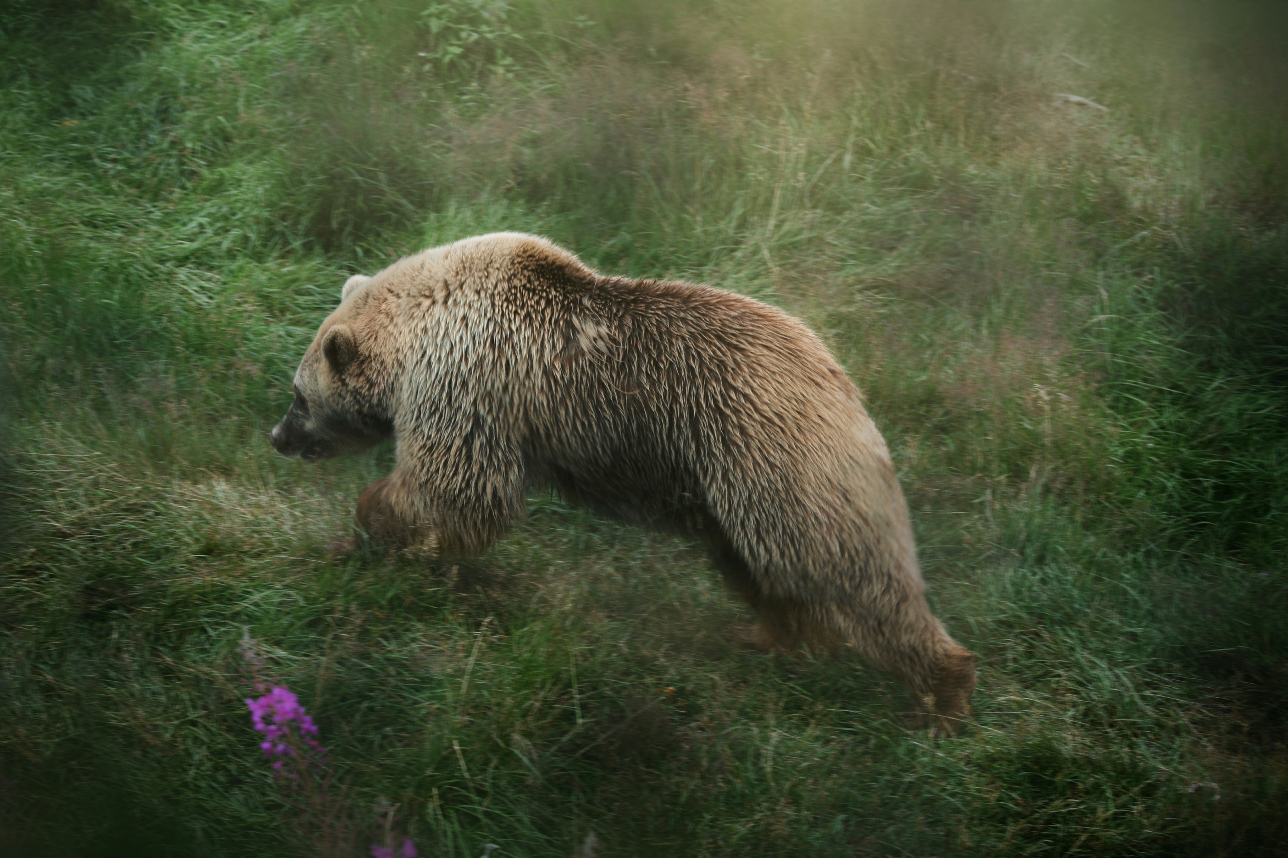 A brown bear walks through the tall green grass.