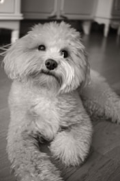 A fluffy dog poses comfortably on the floor.