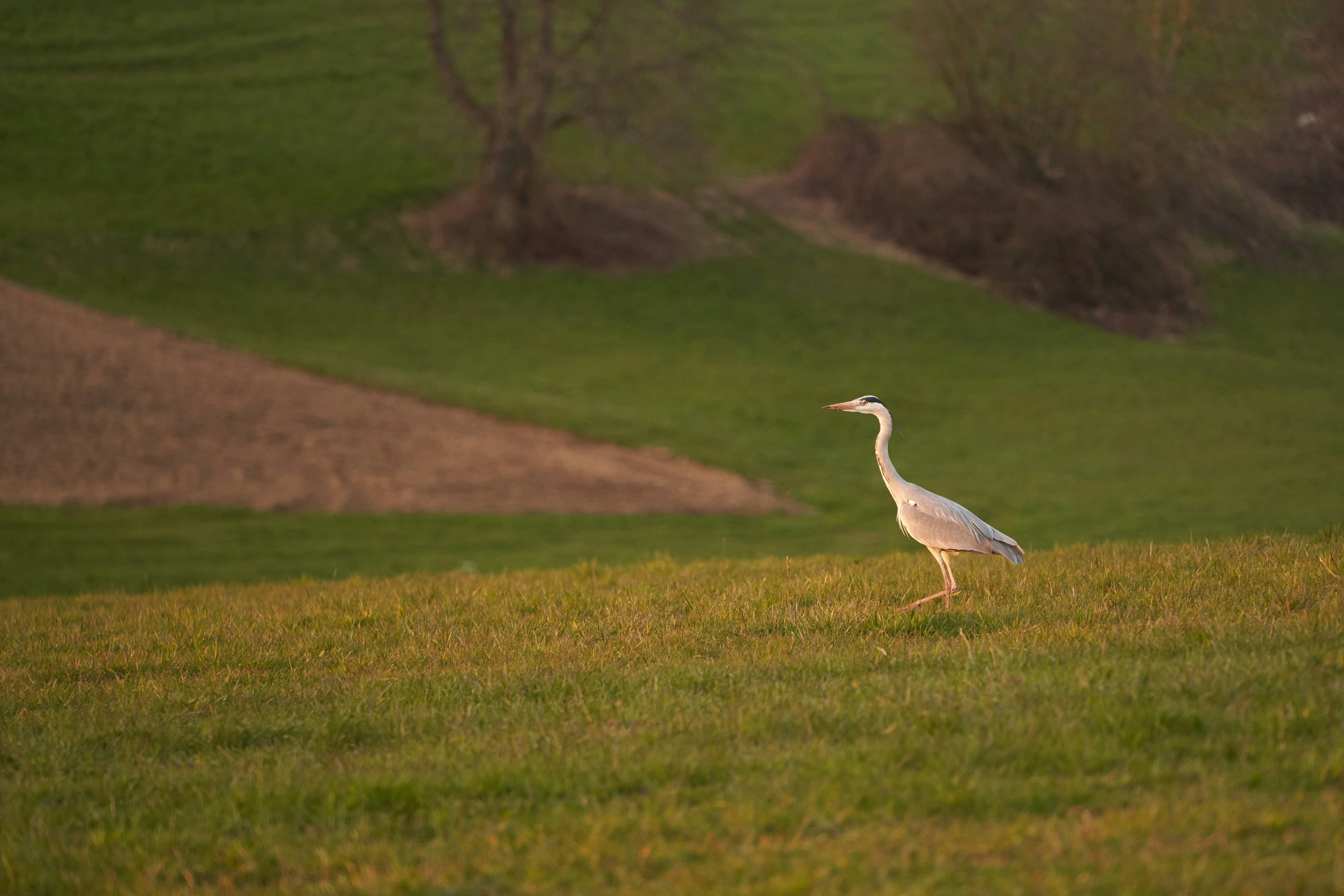 Photo by wolfgang_hasselmann