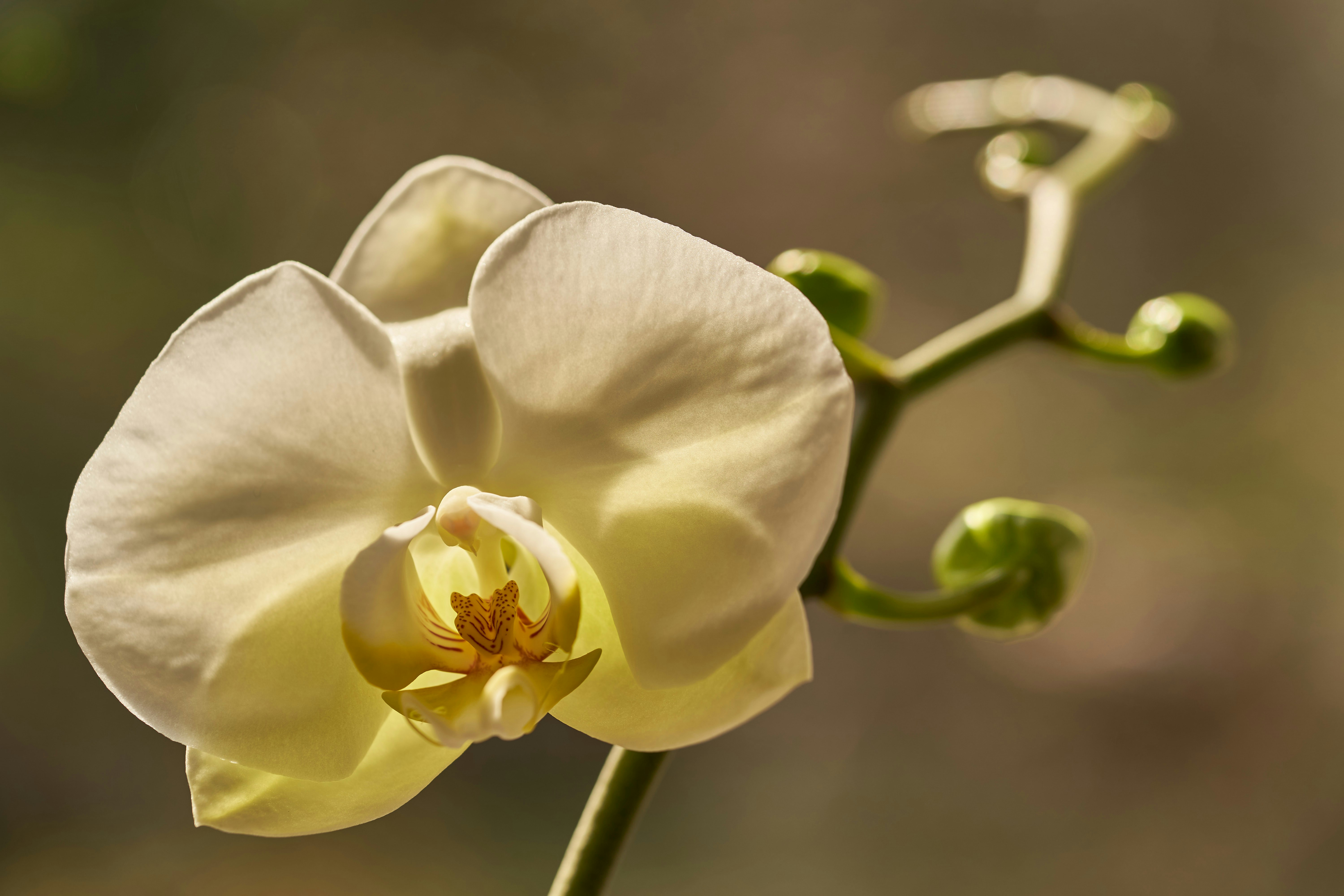 Photo by wolfgang_hasselmann