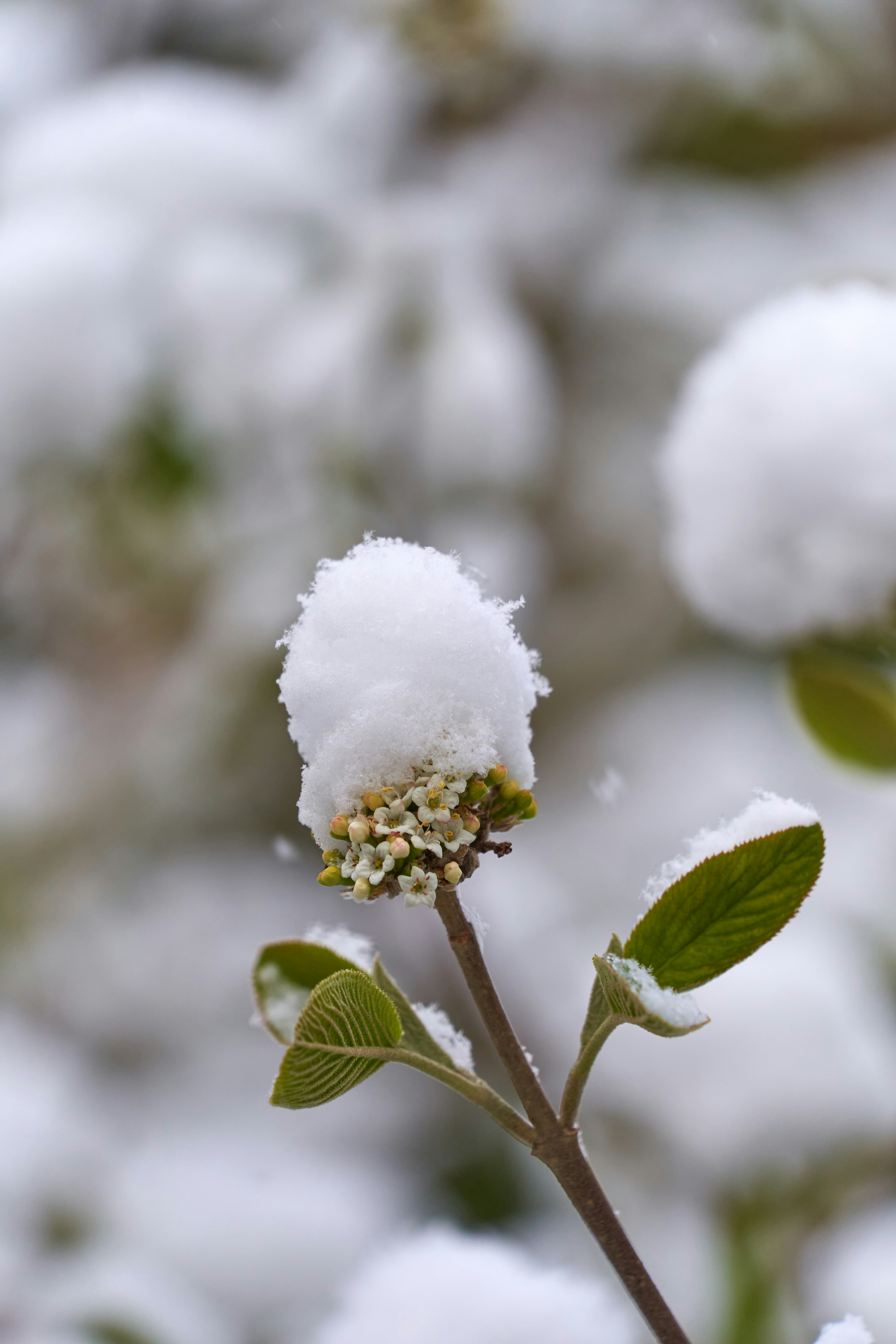 Photo by wolfgang_hasselmann