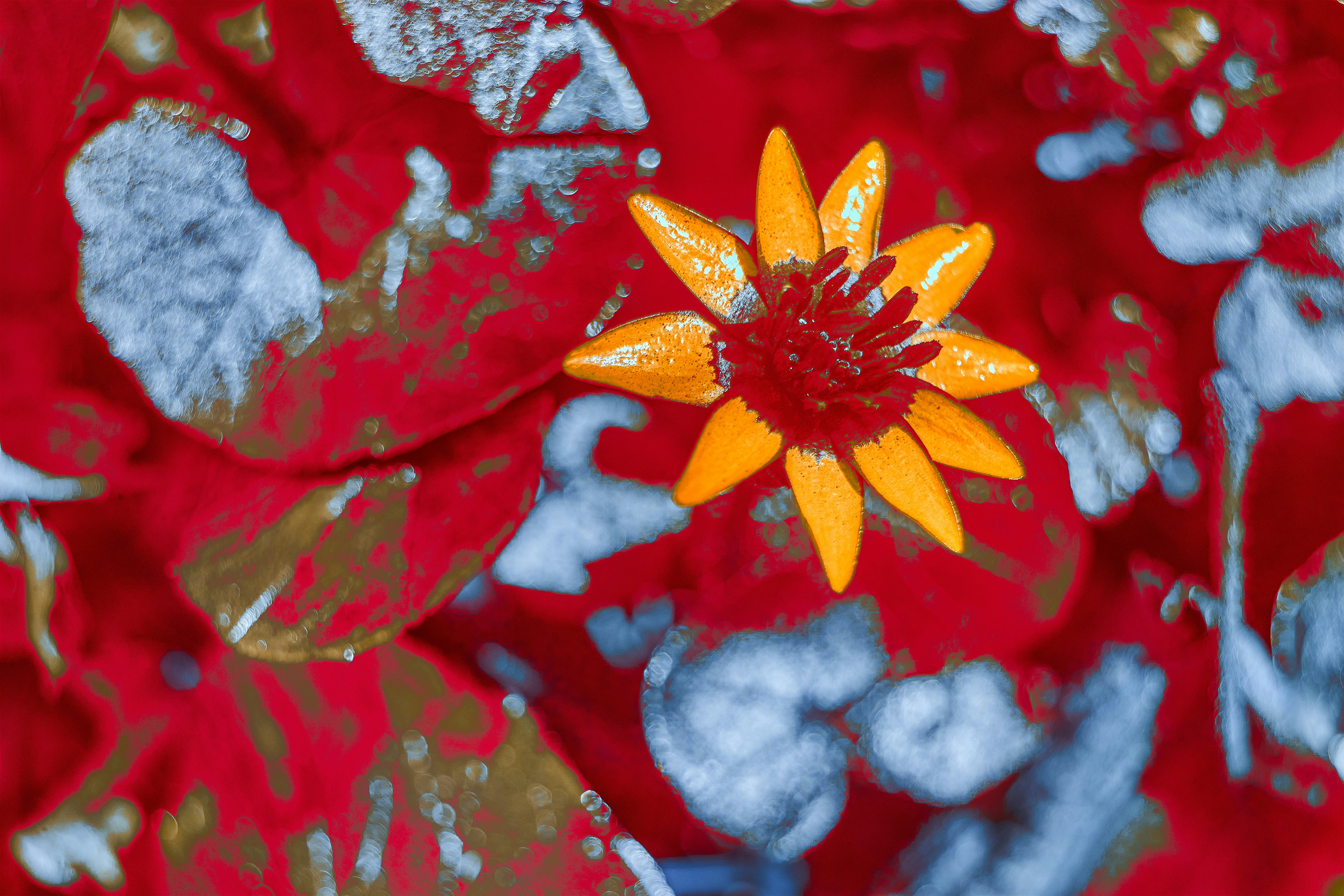 Photo by wolfgang_hasselmann