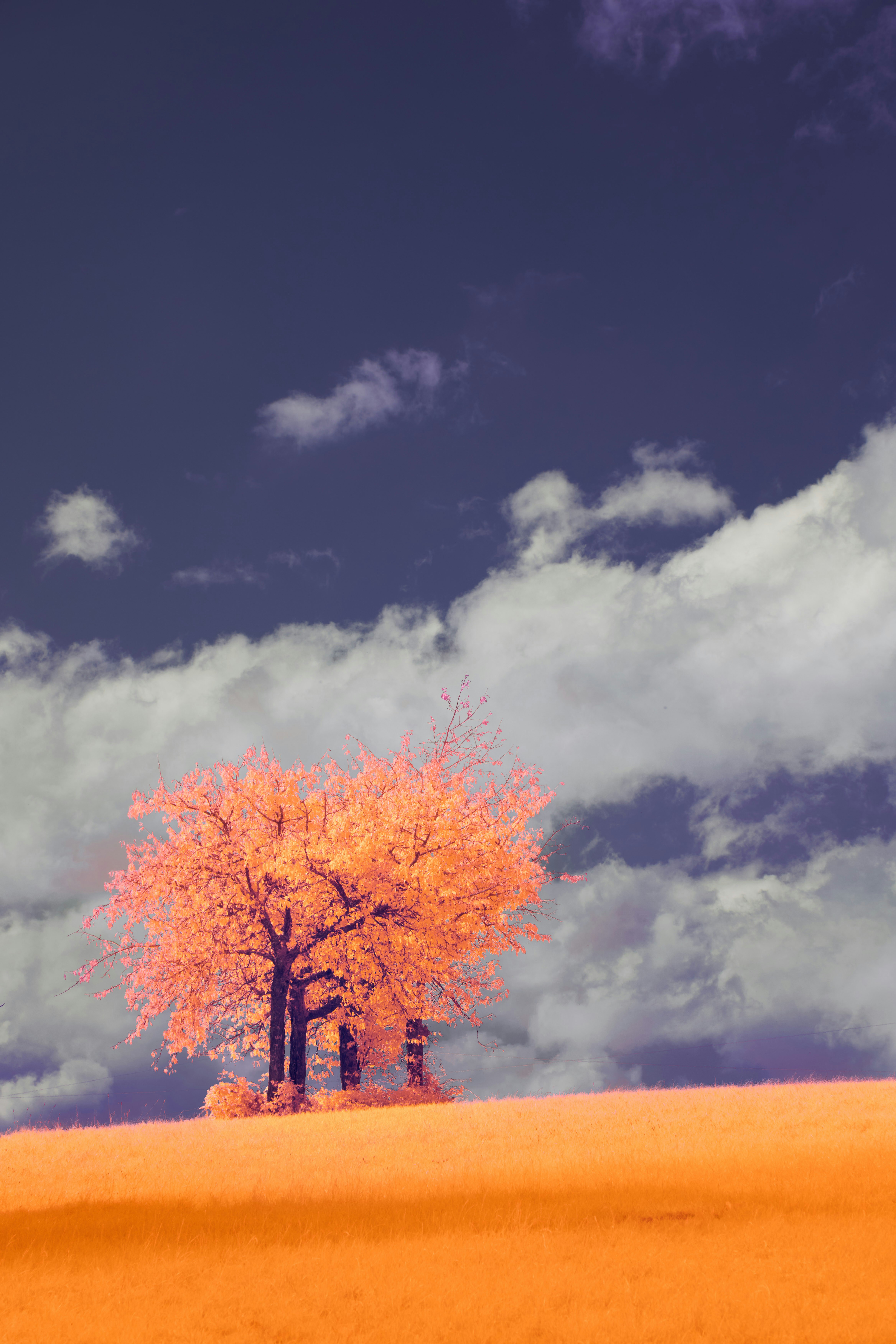 Photo by wolfgang_hasselmann