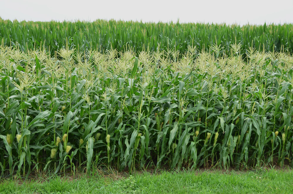 Maize &mdash; NitroPulse
