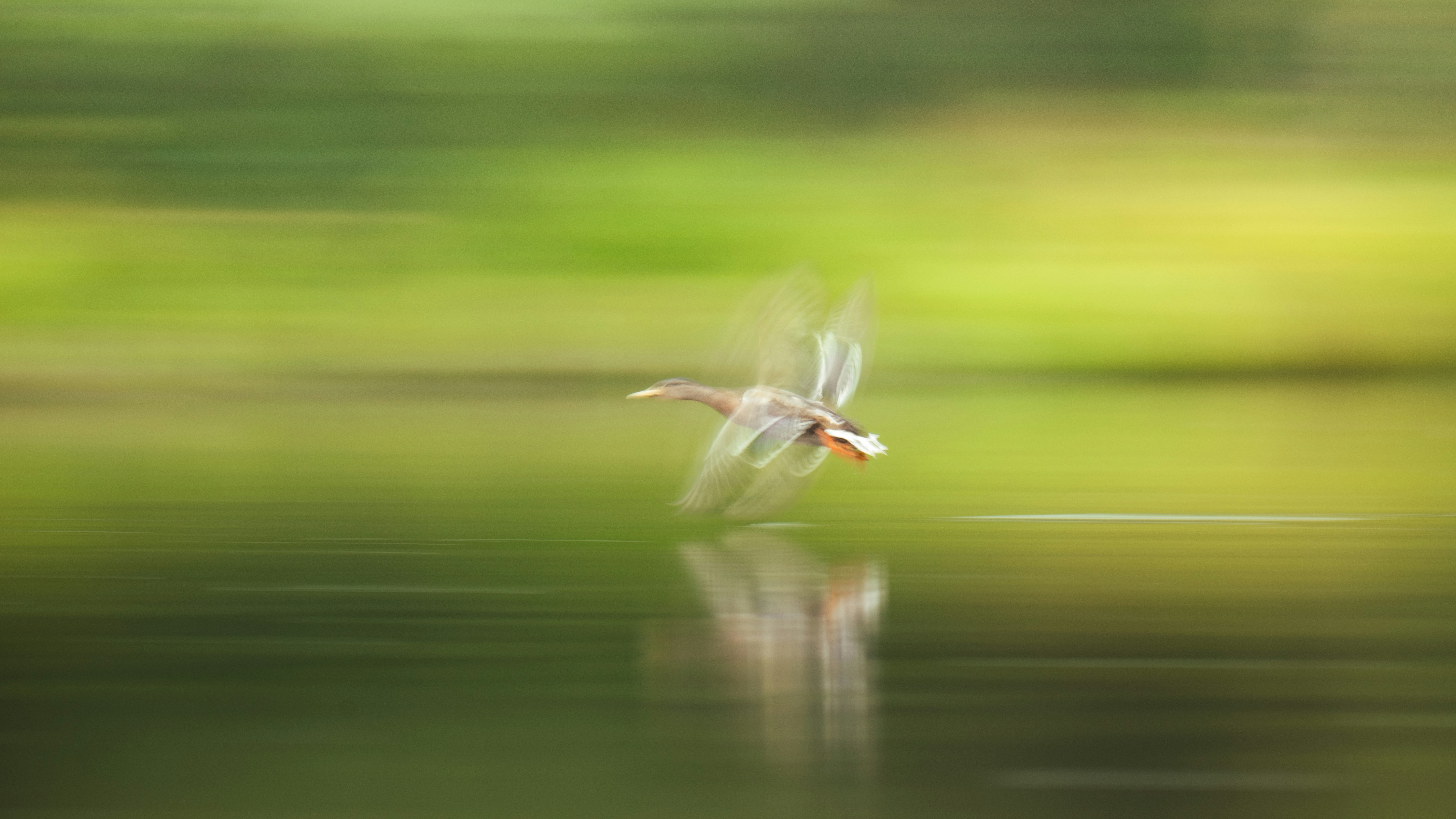 Un pájaro vuela sobre el agua en movimiento.