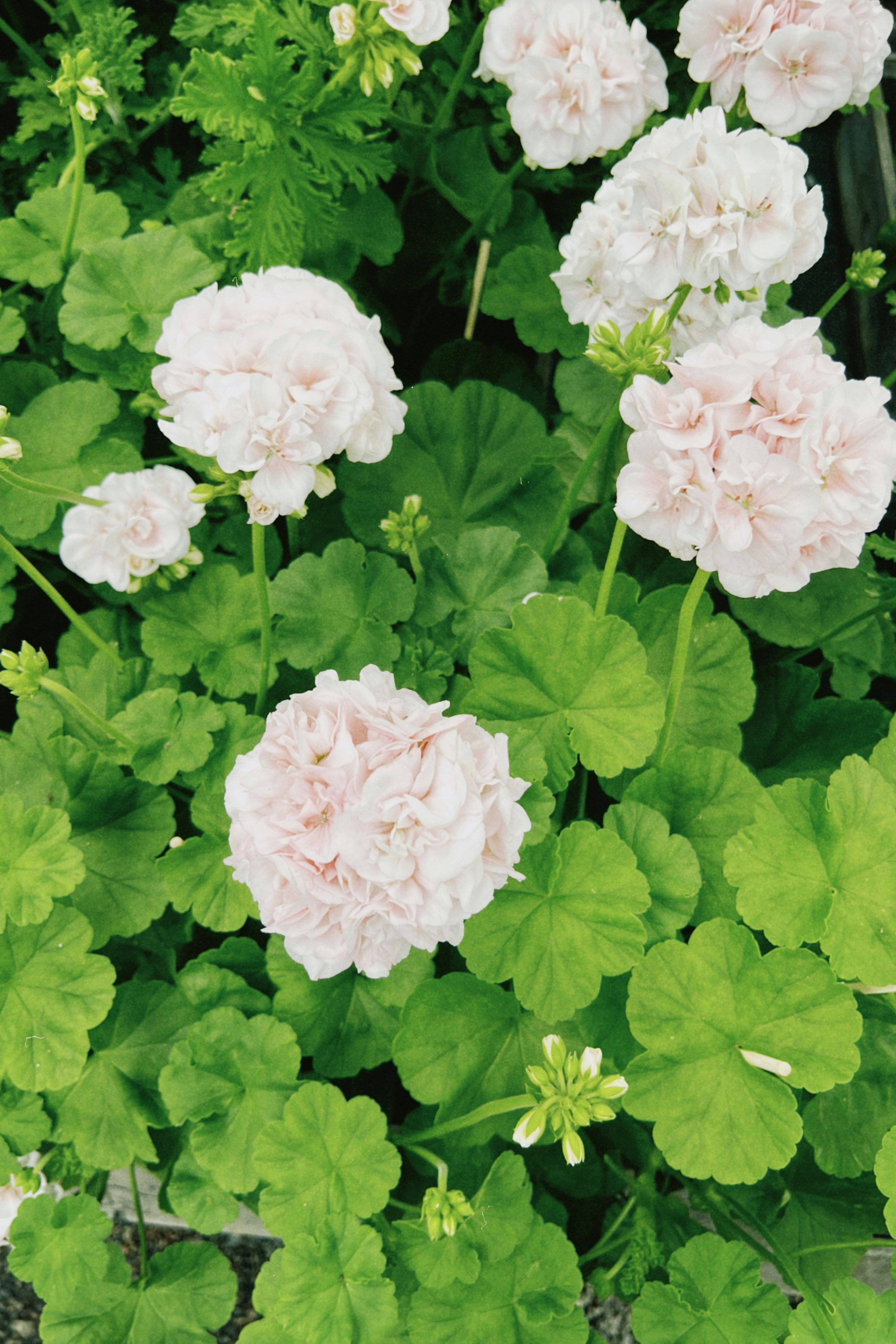 Pink geraniums bloom among lush green foliage.