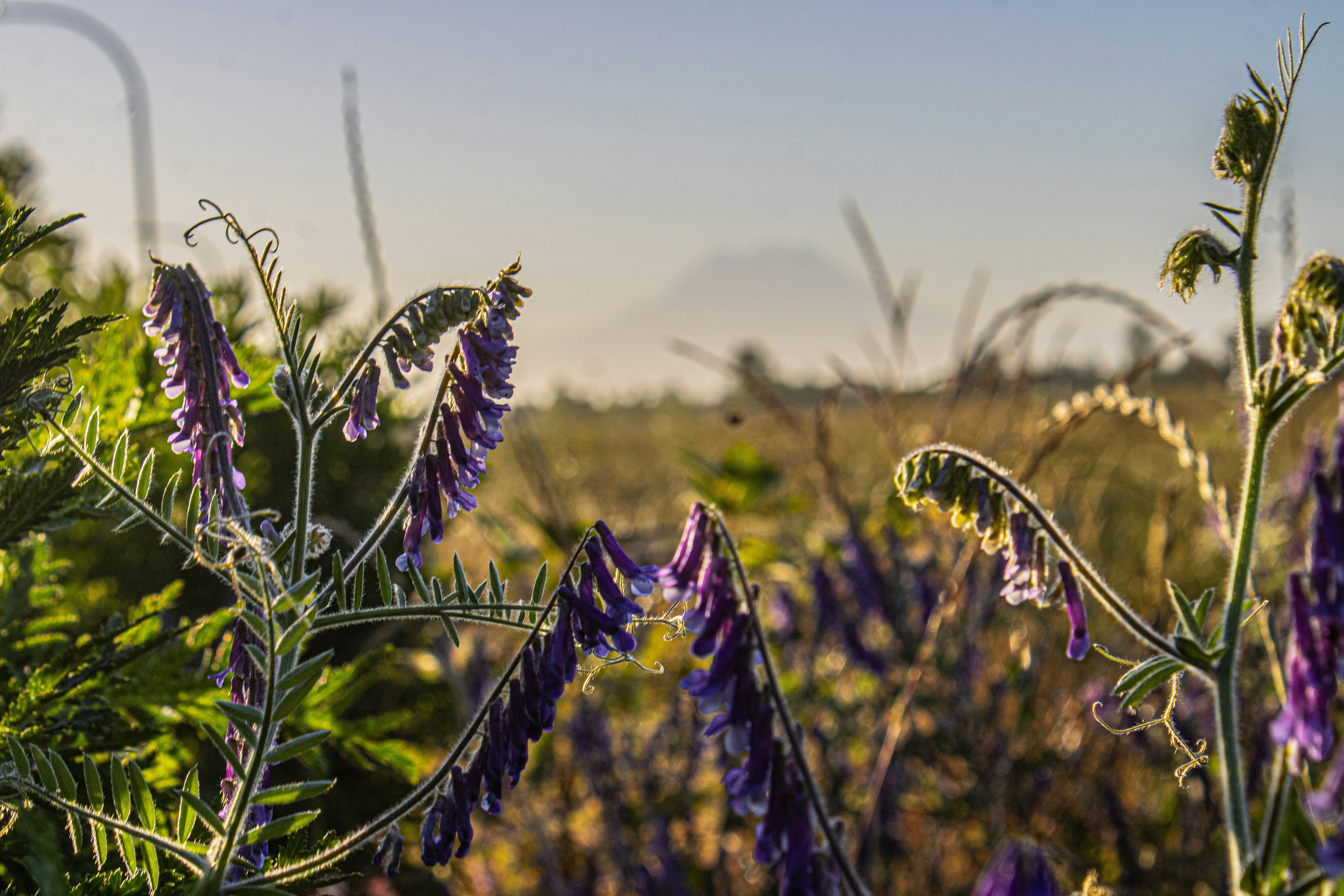 Wildblumen blühen auf einem sonnigen Feld.