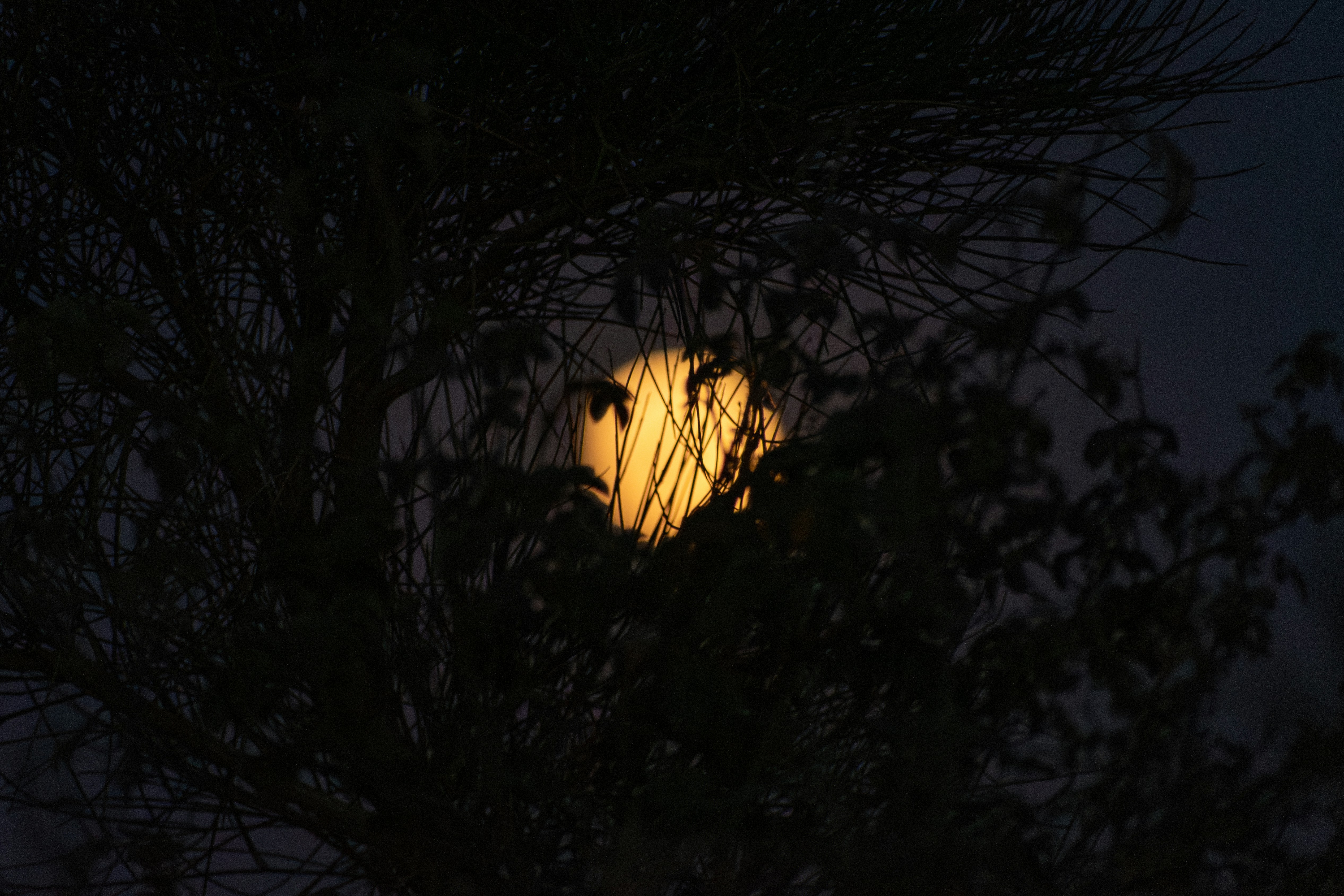 Photo by s_ahmadreza_p