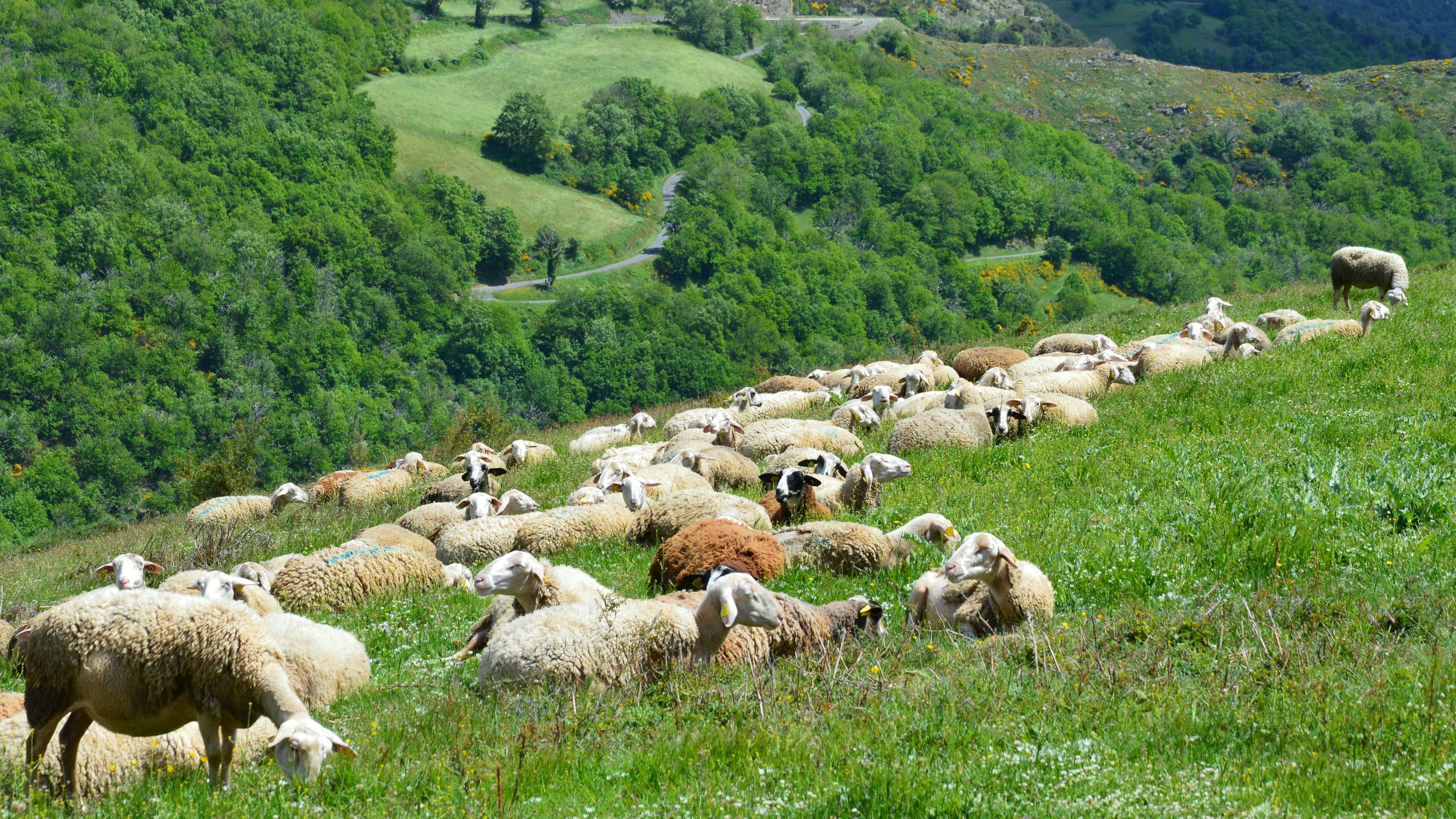 A flock of sheep graze on a green hillside.
