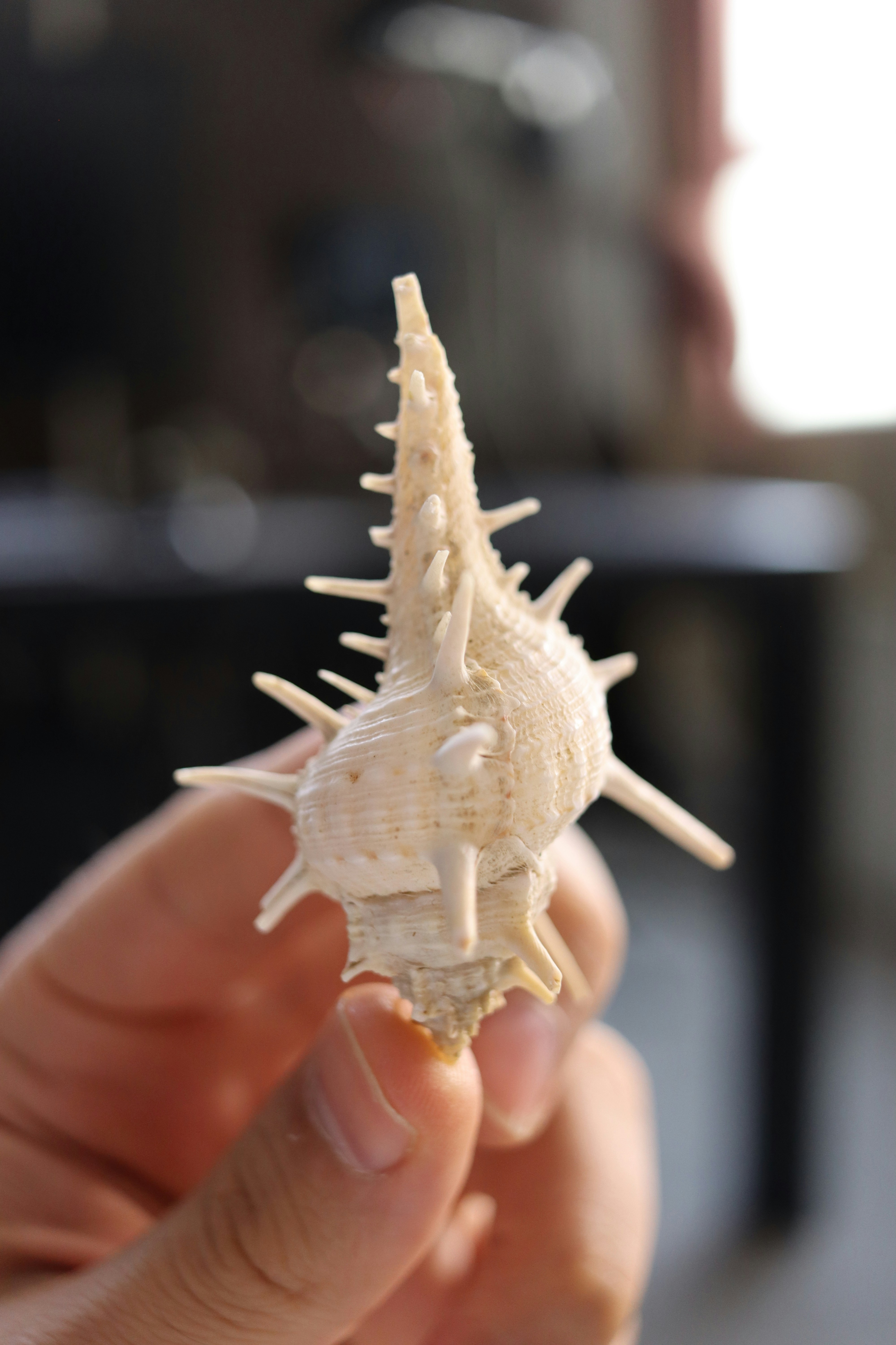 A hand is holding a spiky seashell.