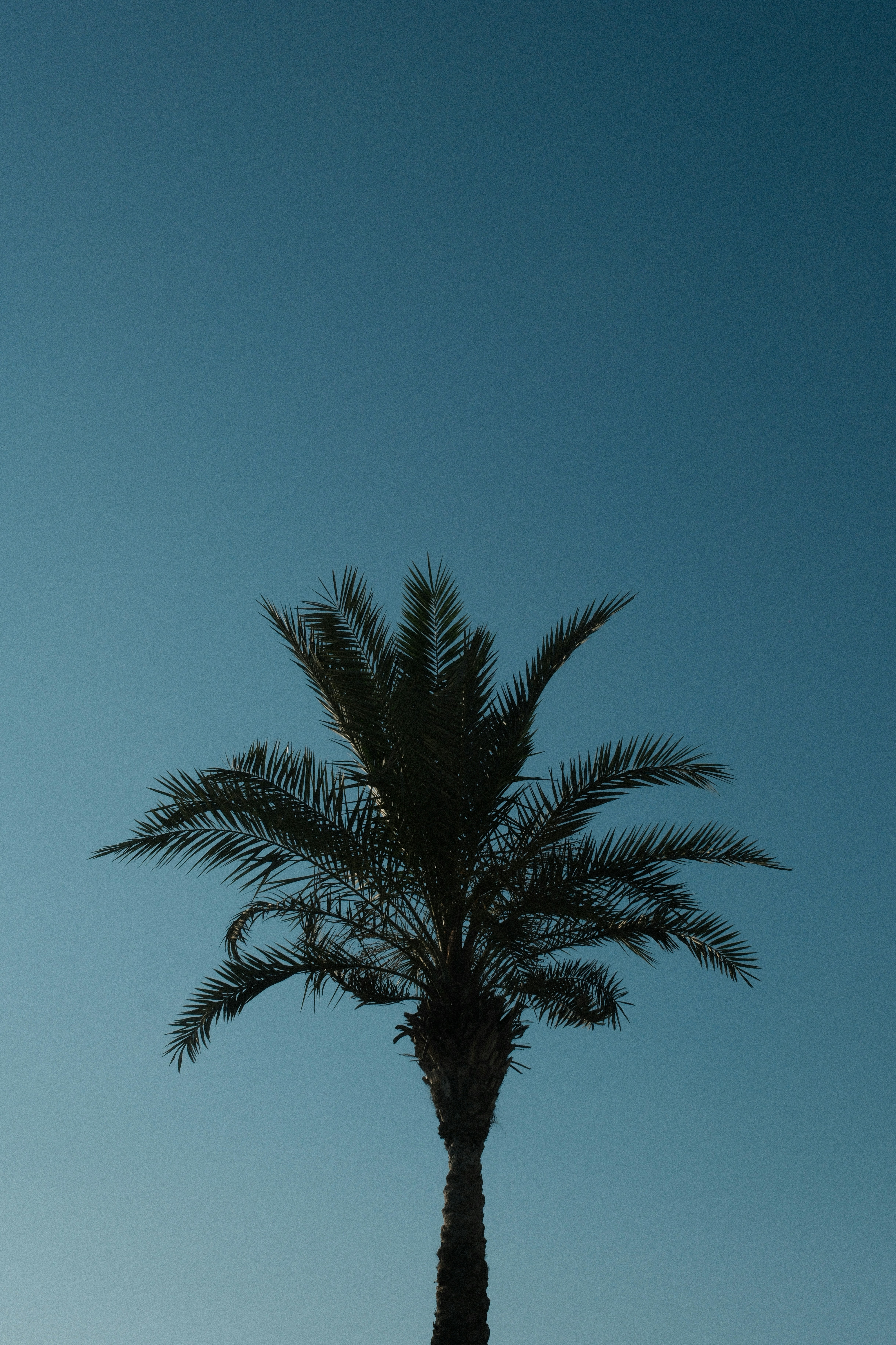 Palm tree silhouetted against a vibrant blue sky.