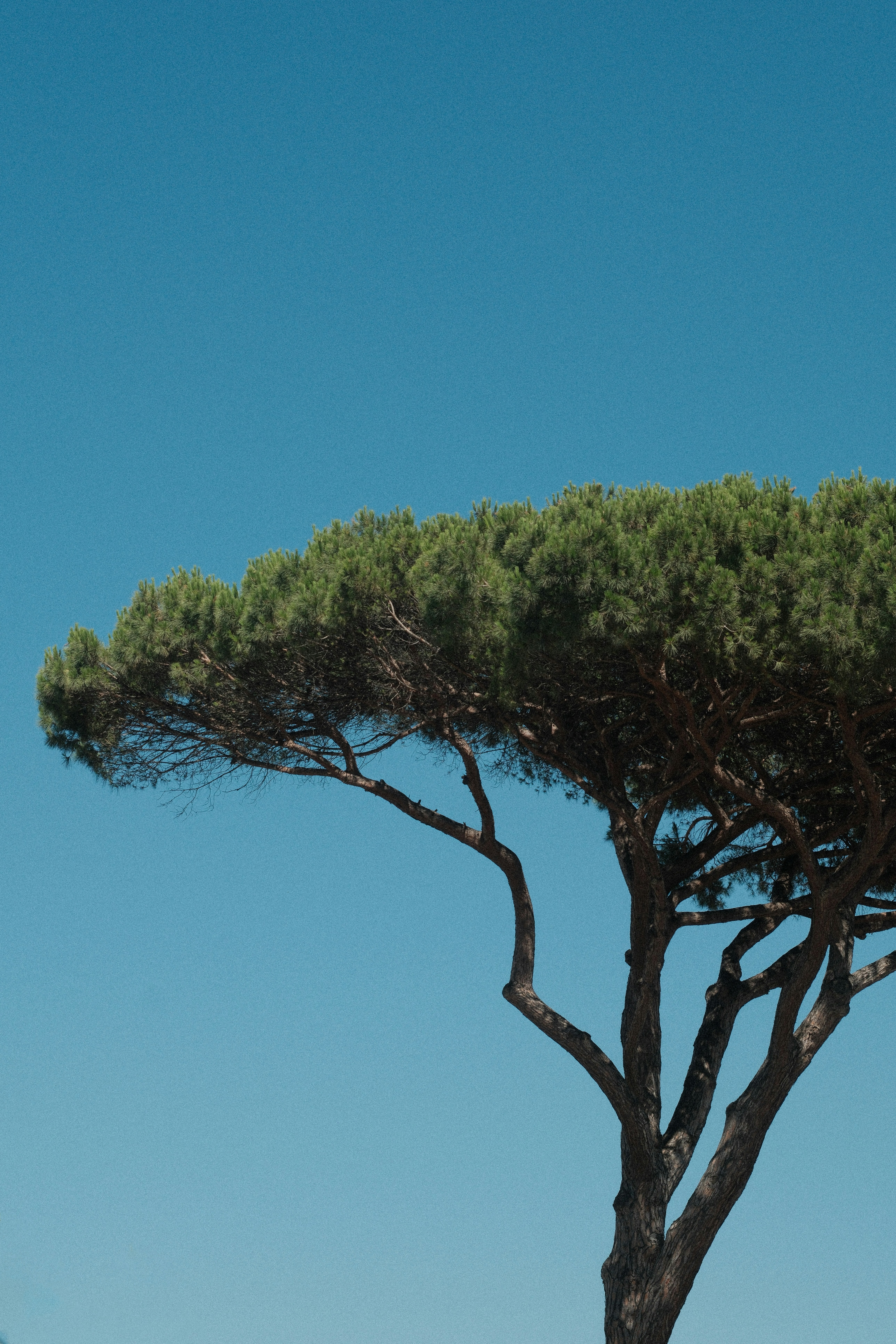 A tree stands tall against a bright blue sky.