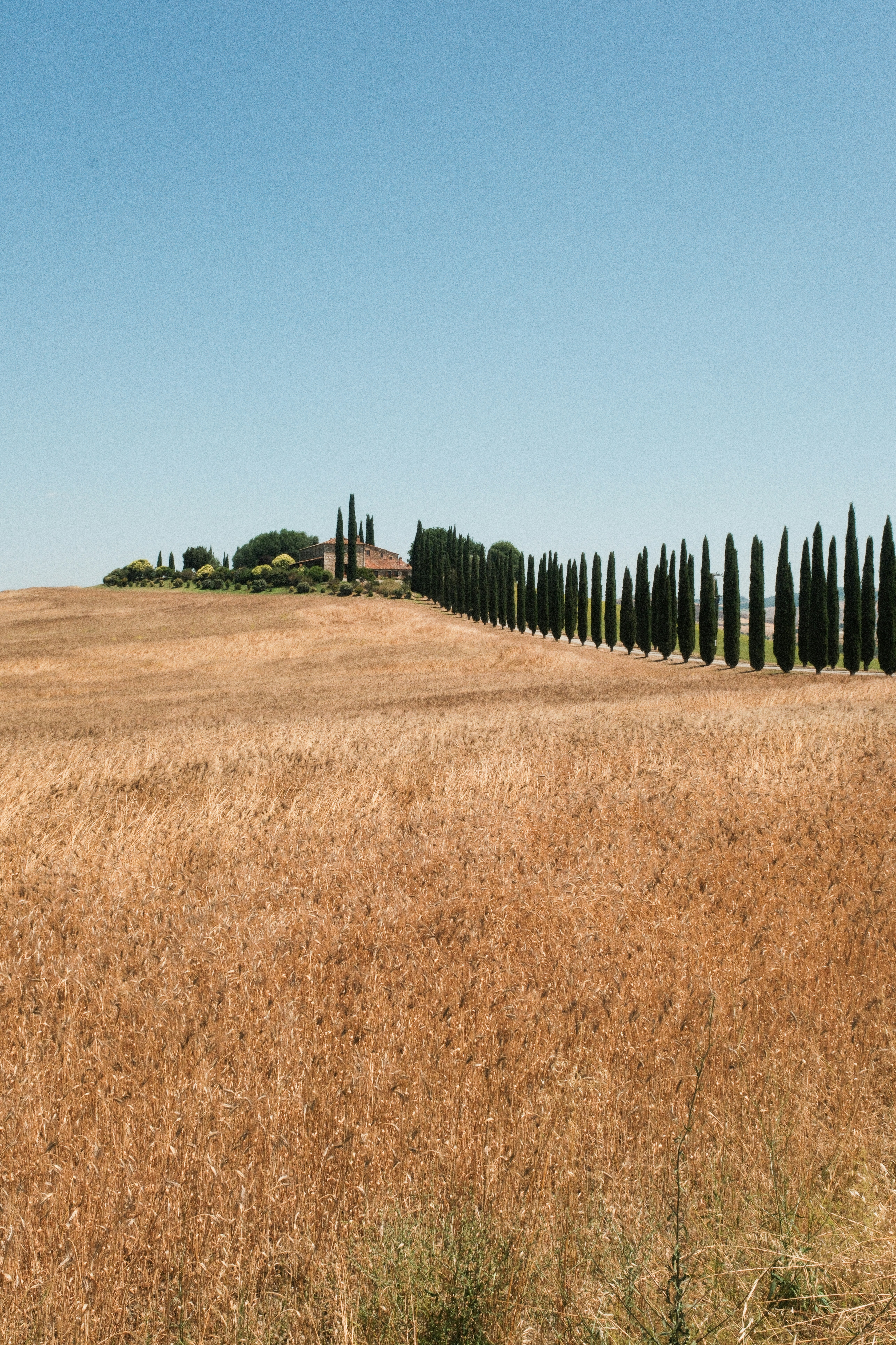 Field leads to a house lined with trees.