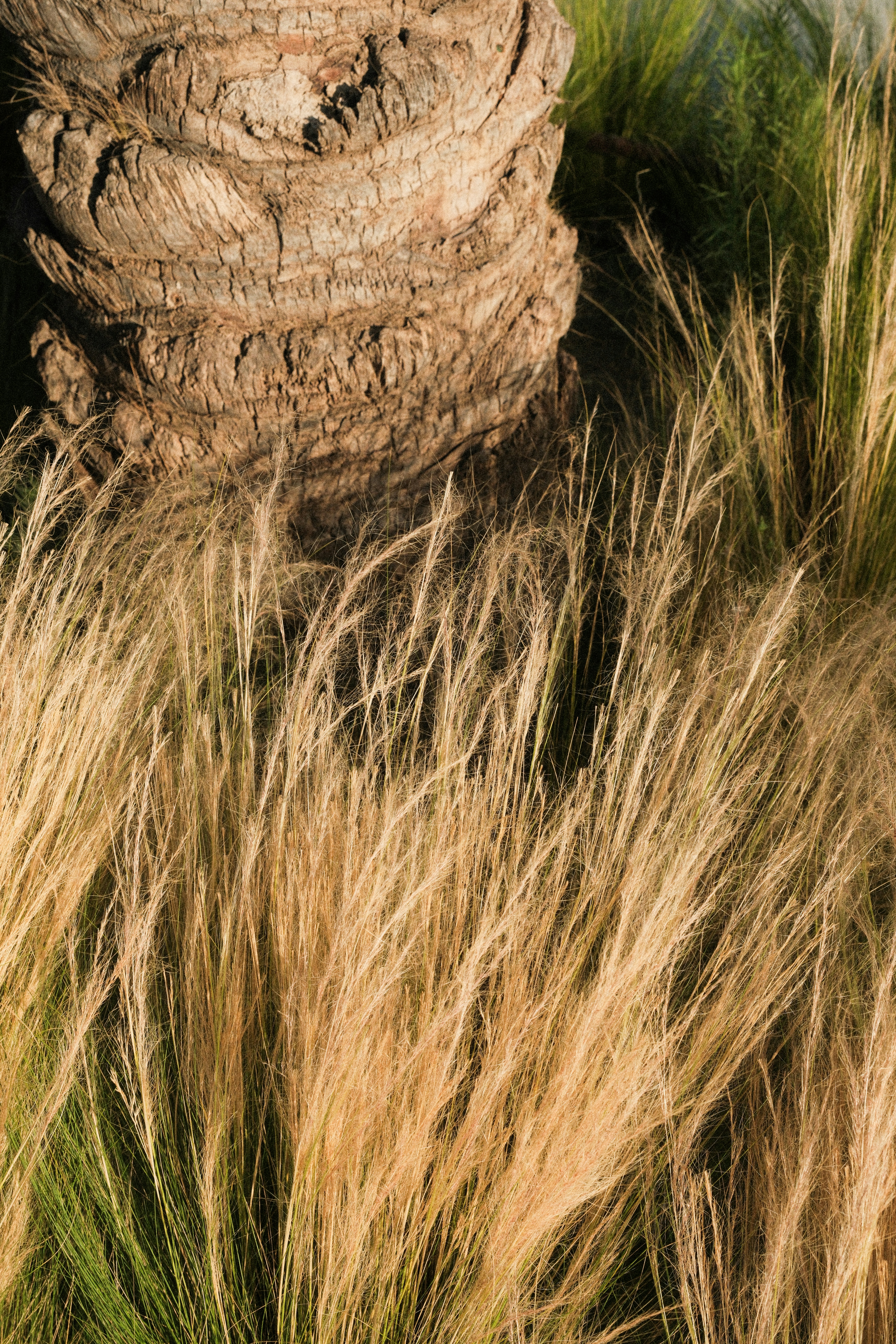 A tree trunk rests amidst blades of grass.
