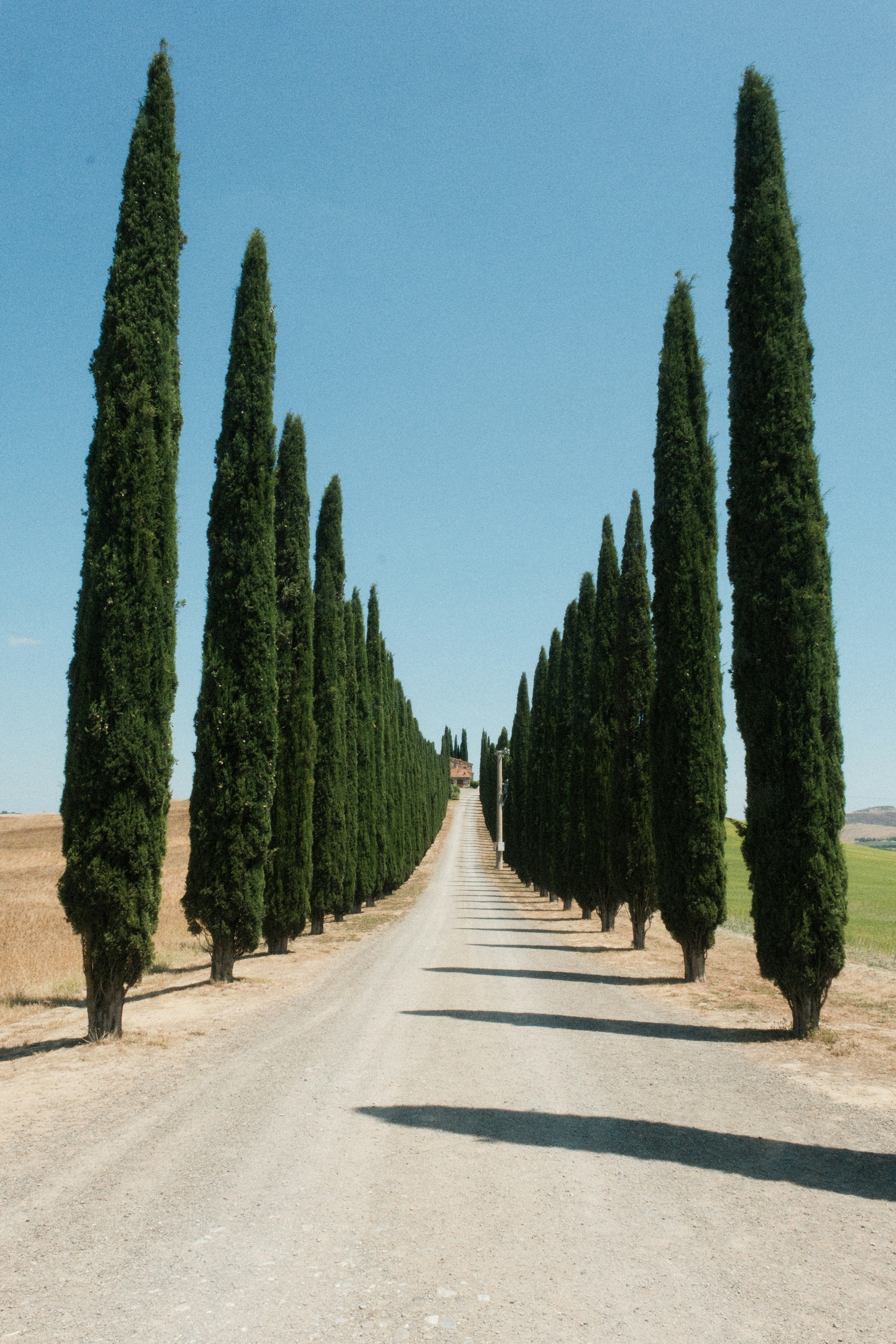 A road lined with tall trees under blue skies.