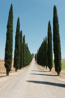 A road lined with tall trees under blue skies.