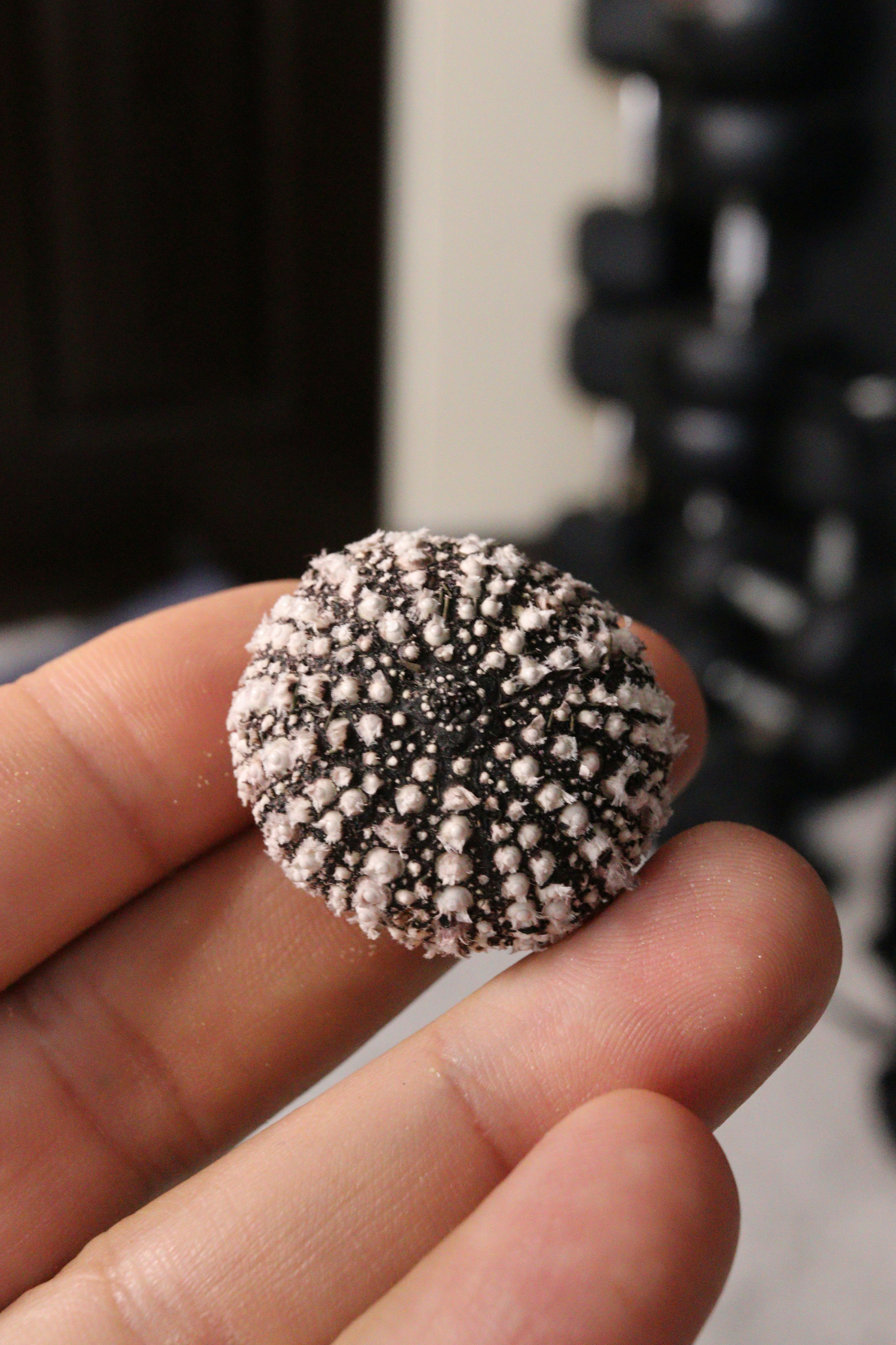 Hand holding a spiky sea urchin.