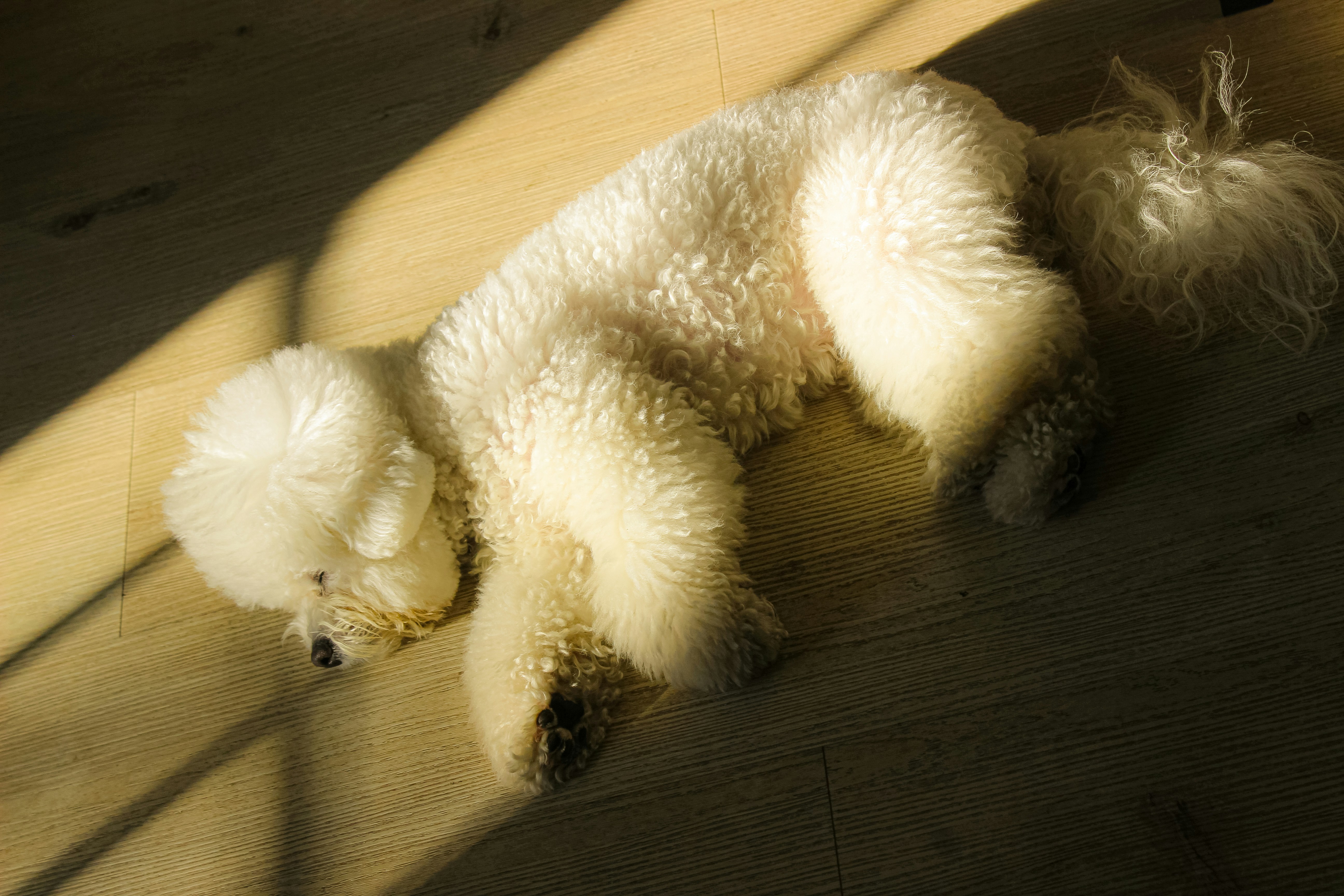A fluffy white dog rests in the sunlight.