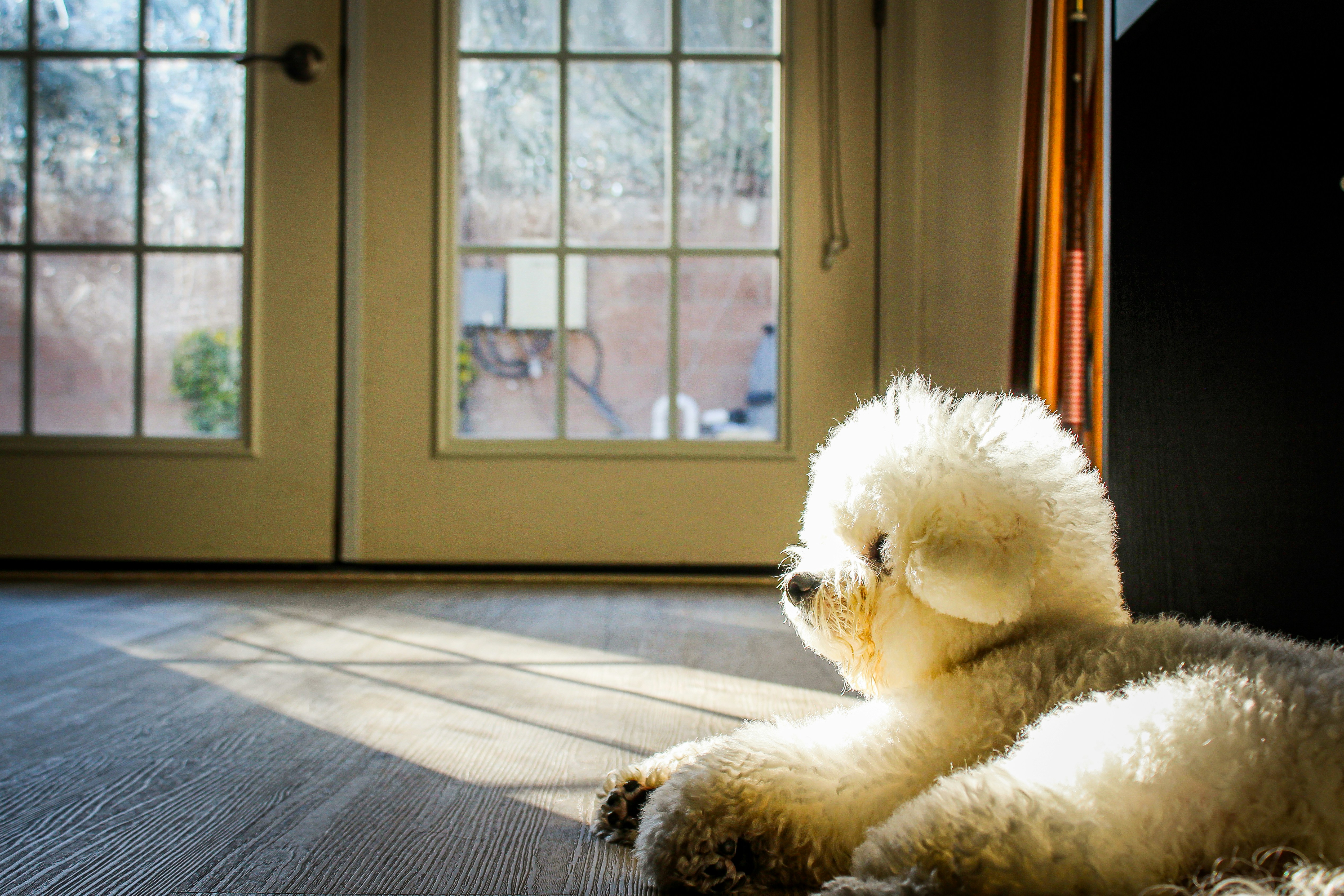 happy dog relaxing in a sunlit, pet-friendly living room - monthly apartment rentals Detroit