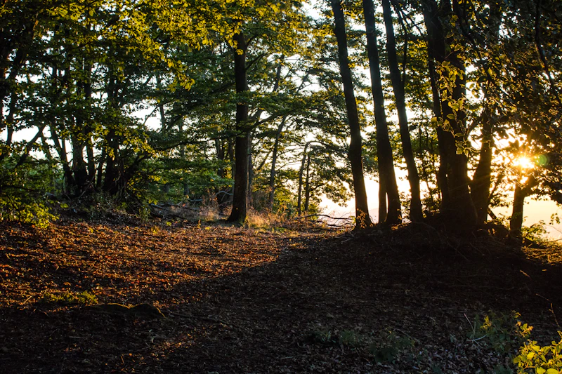 Sunlight filtering through a peaceful forest clearing — warmth and hope