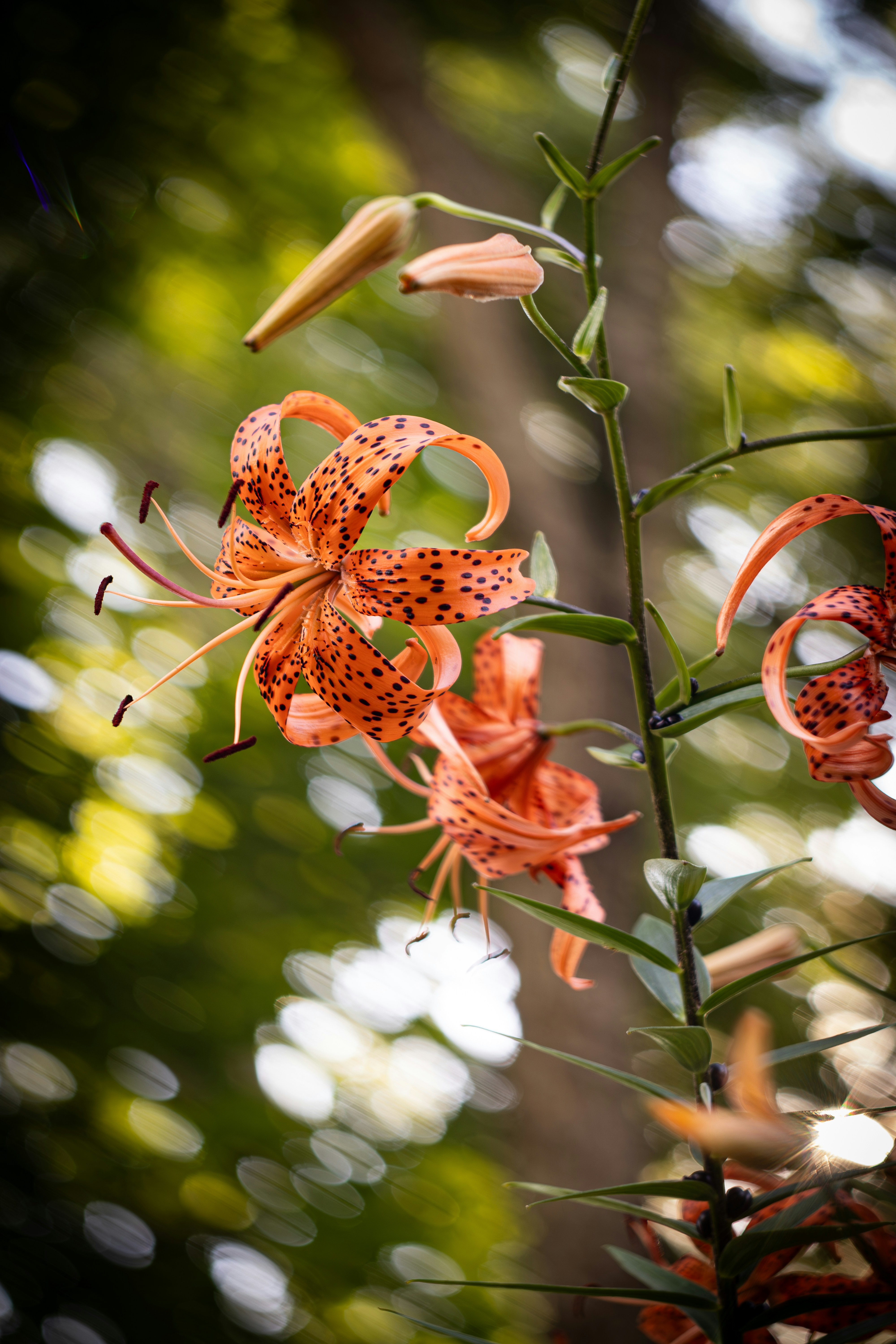 호랑이 백합은 햇빛에 아름답게 피어납니다.