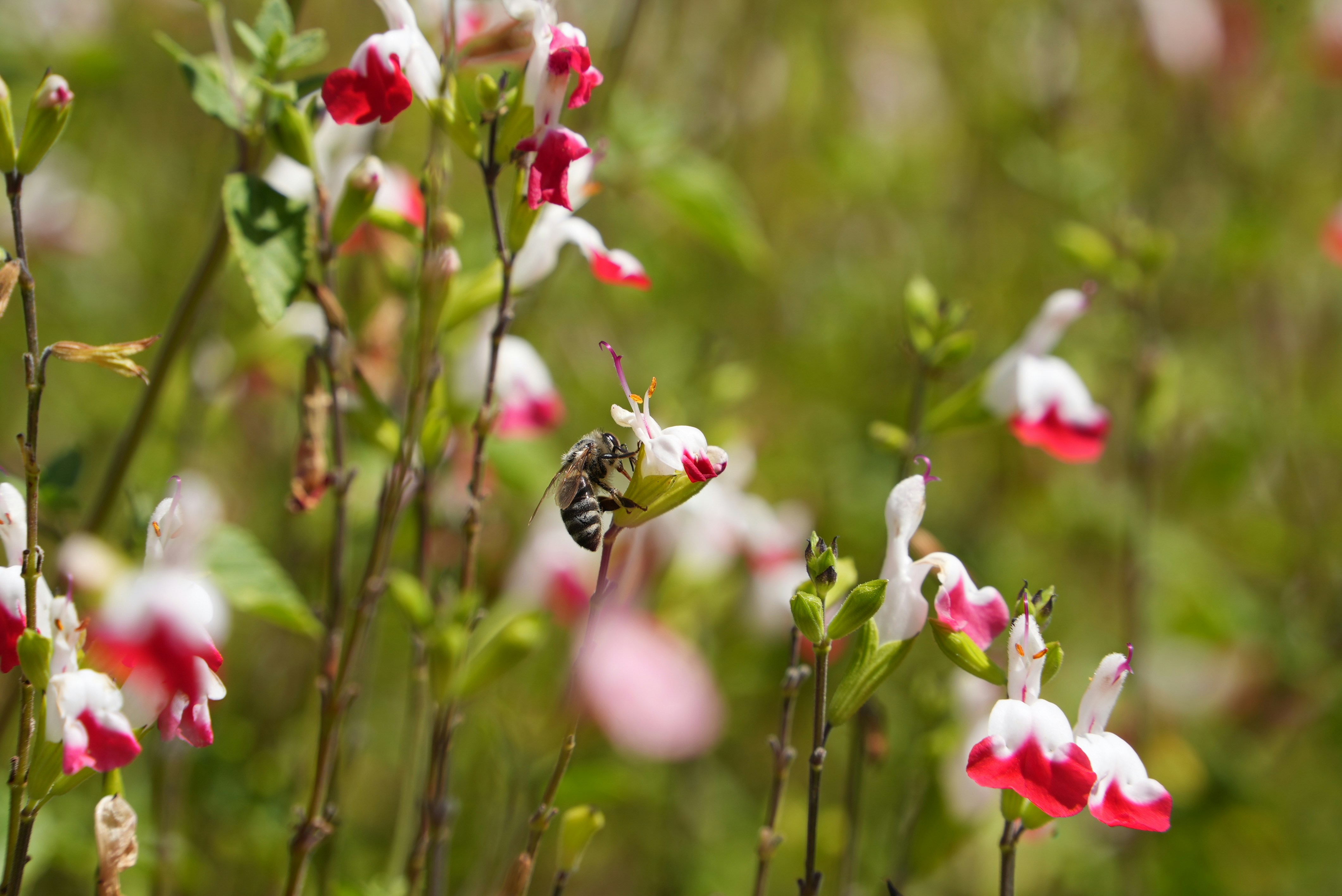 Bee is on a flower collecting pollen.