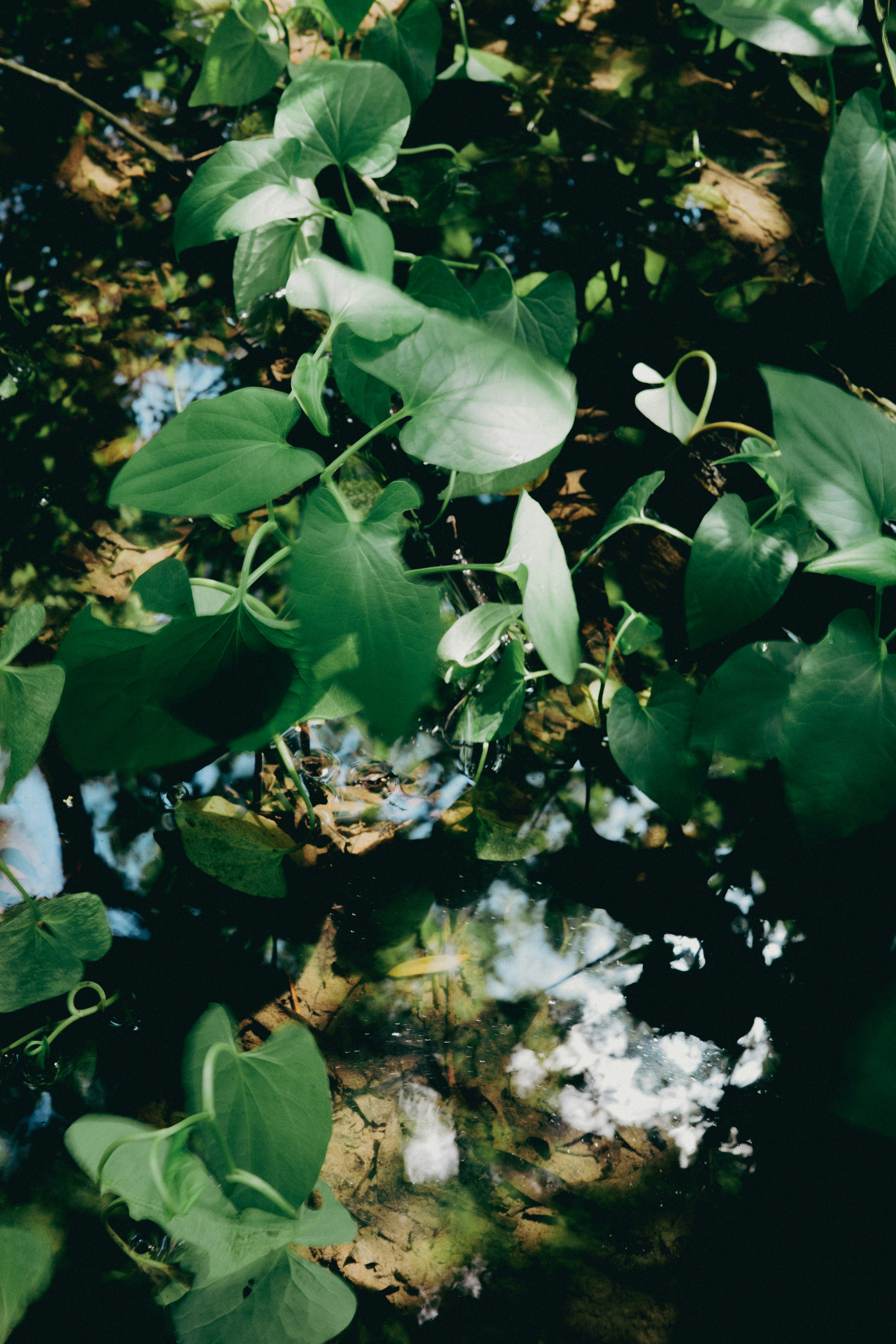 Photo by streetbyben