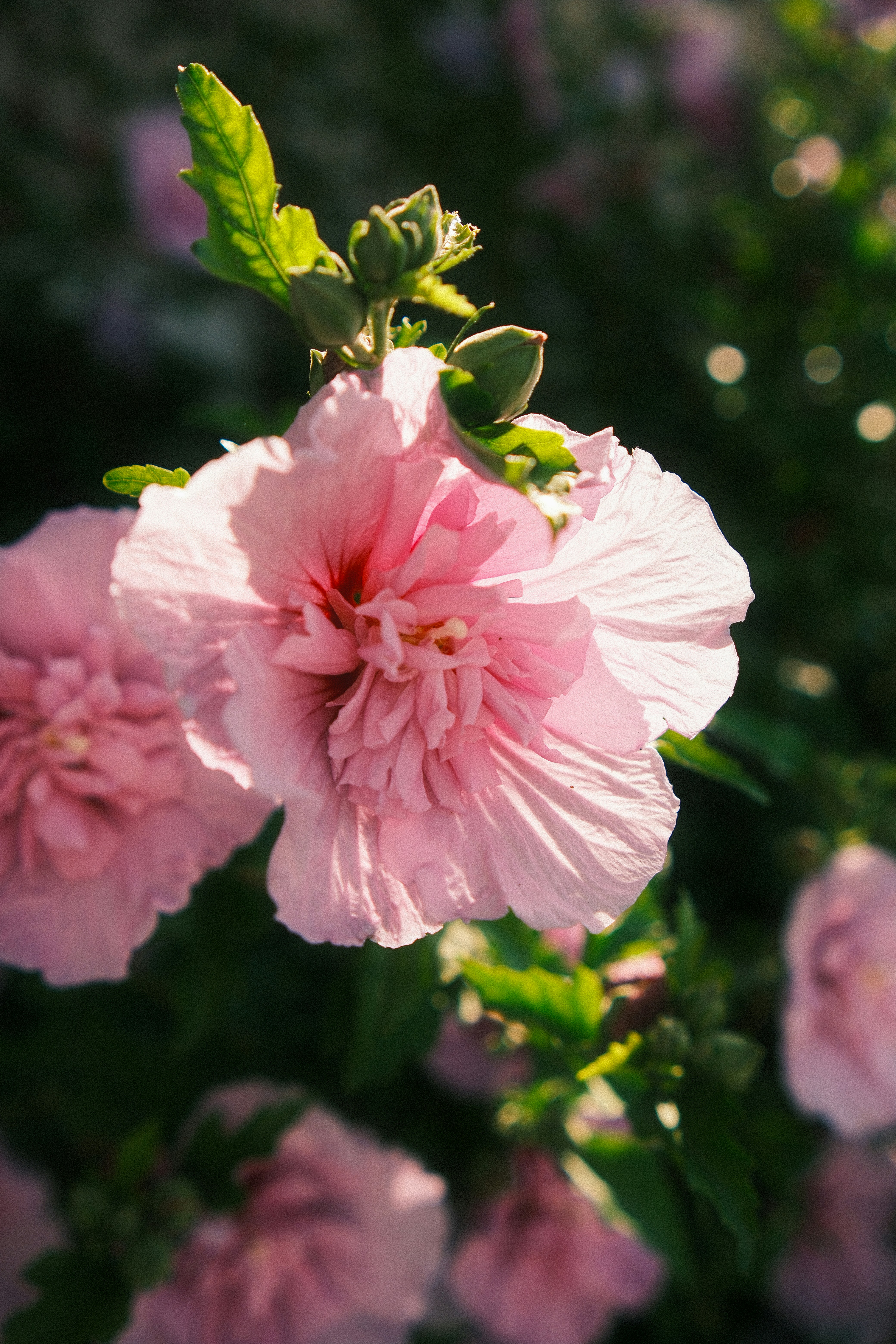 Pink flowers bloom beautifully in the sunlight.