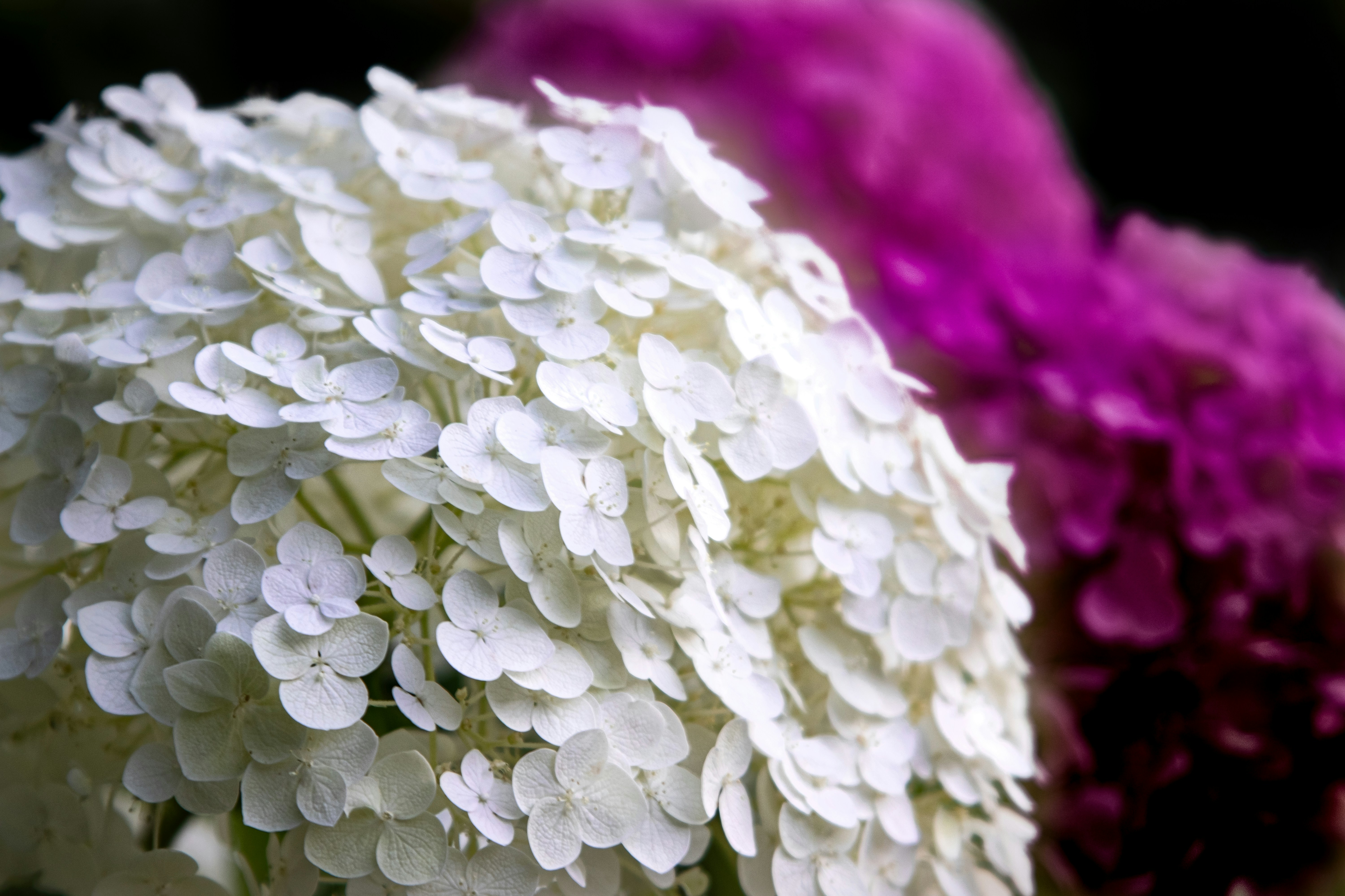 White and purple hydrangea flowers in bloom.