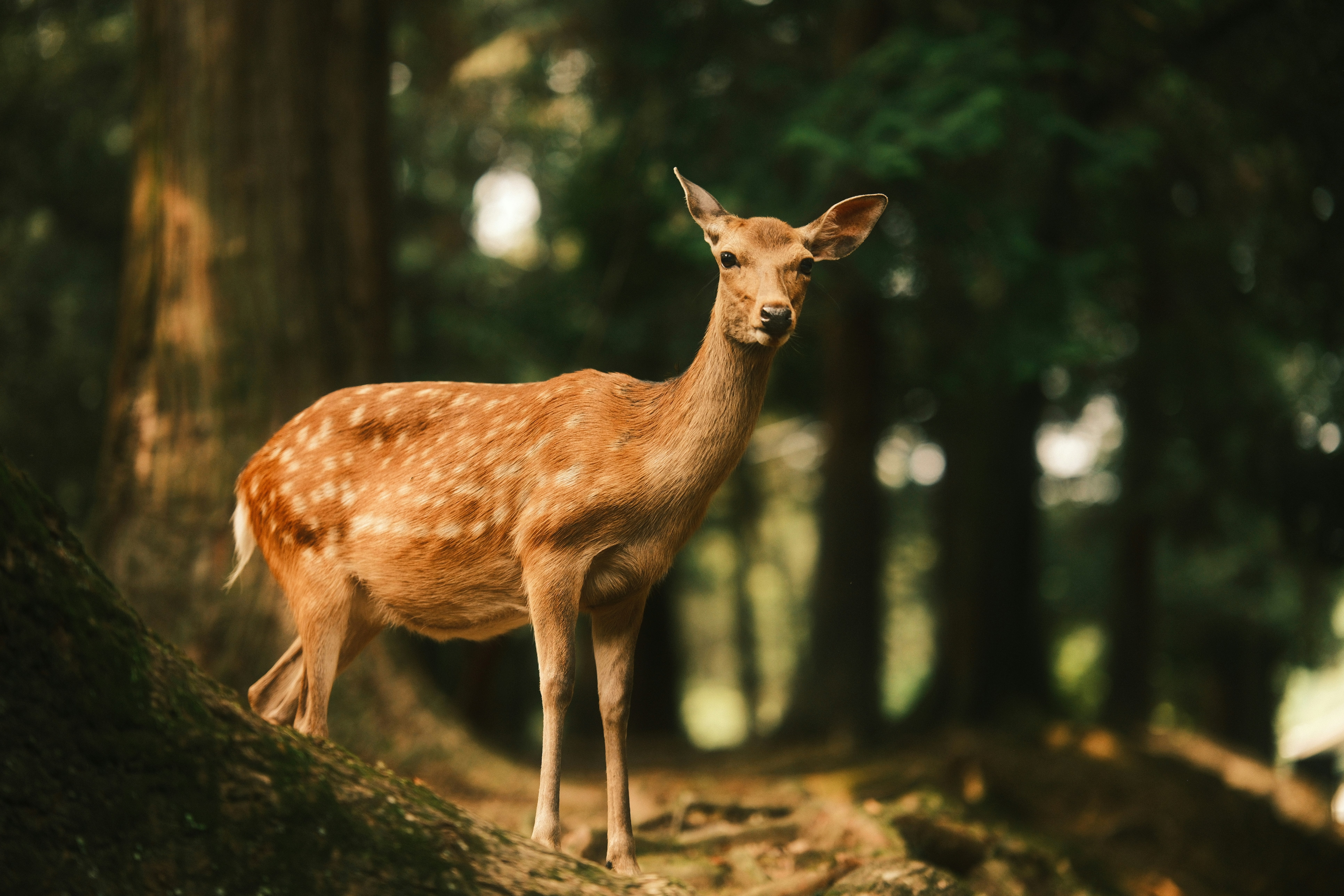 Photo by ginkgoshutter