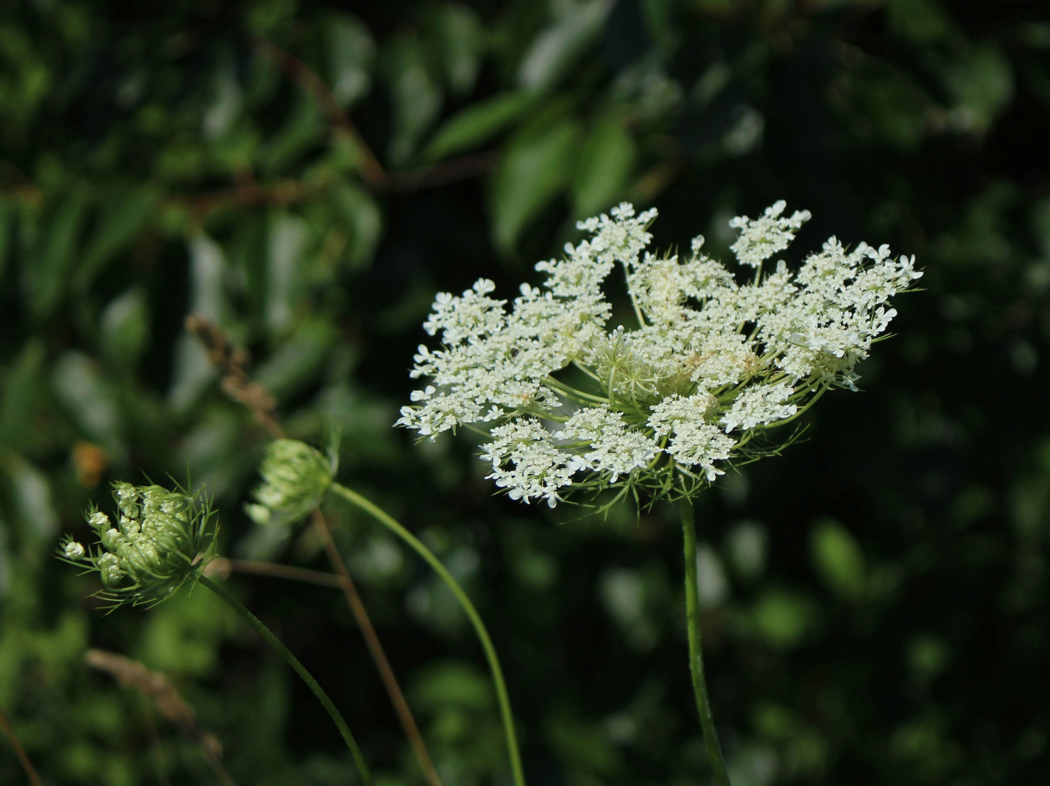 Photo by nephriteonline