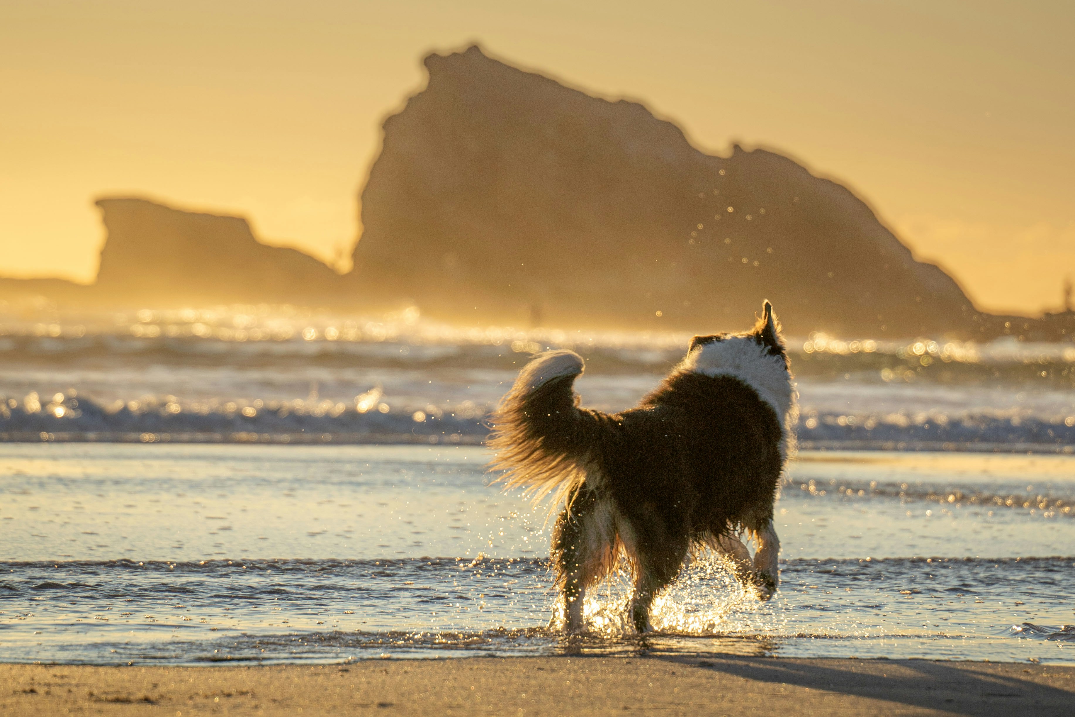 Dog enjoying a sunny day at the beach.